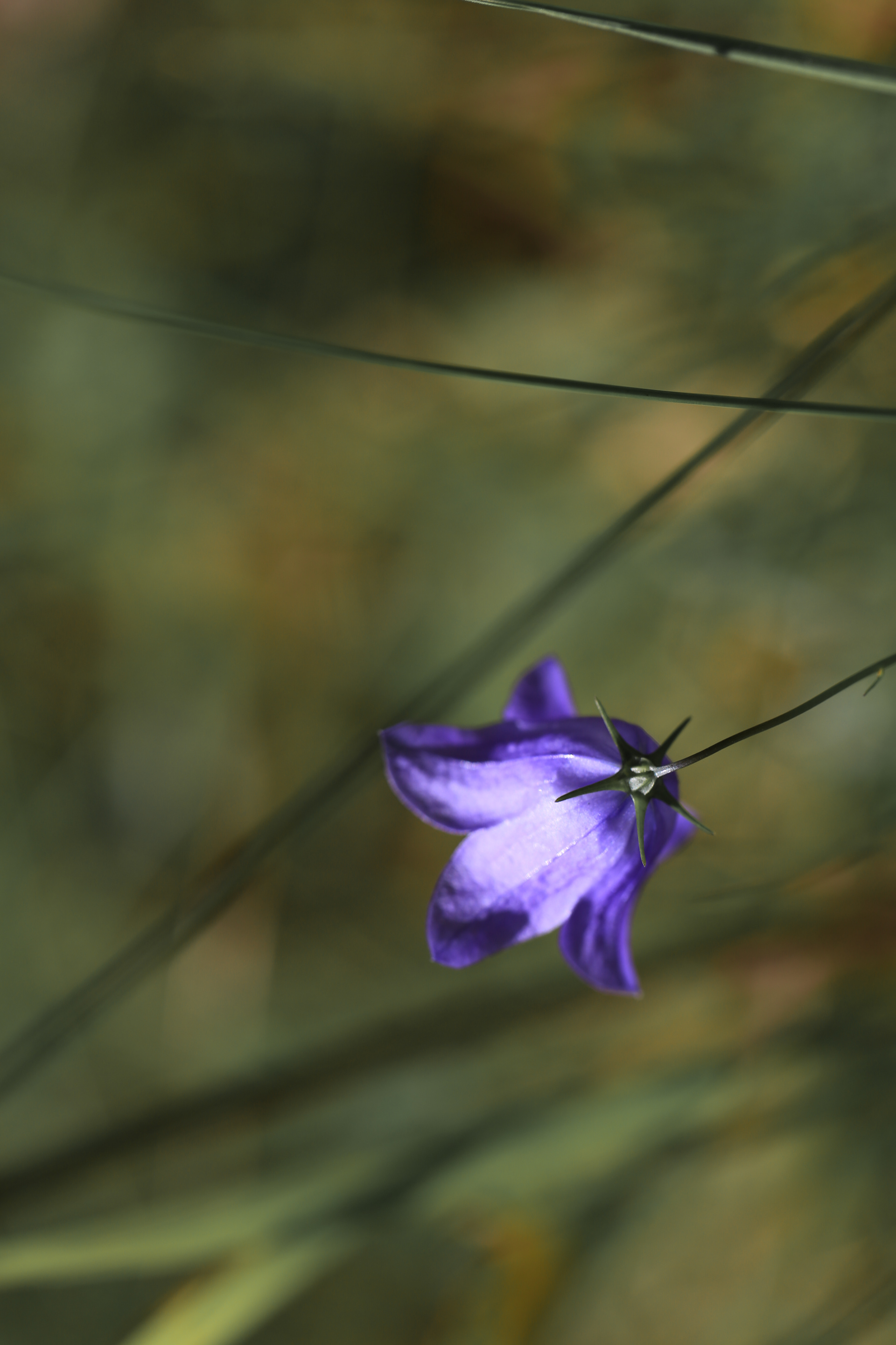 Campanula rotundifolia