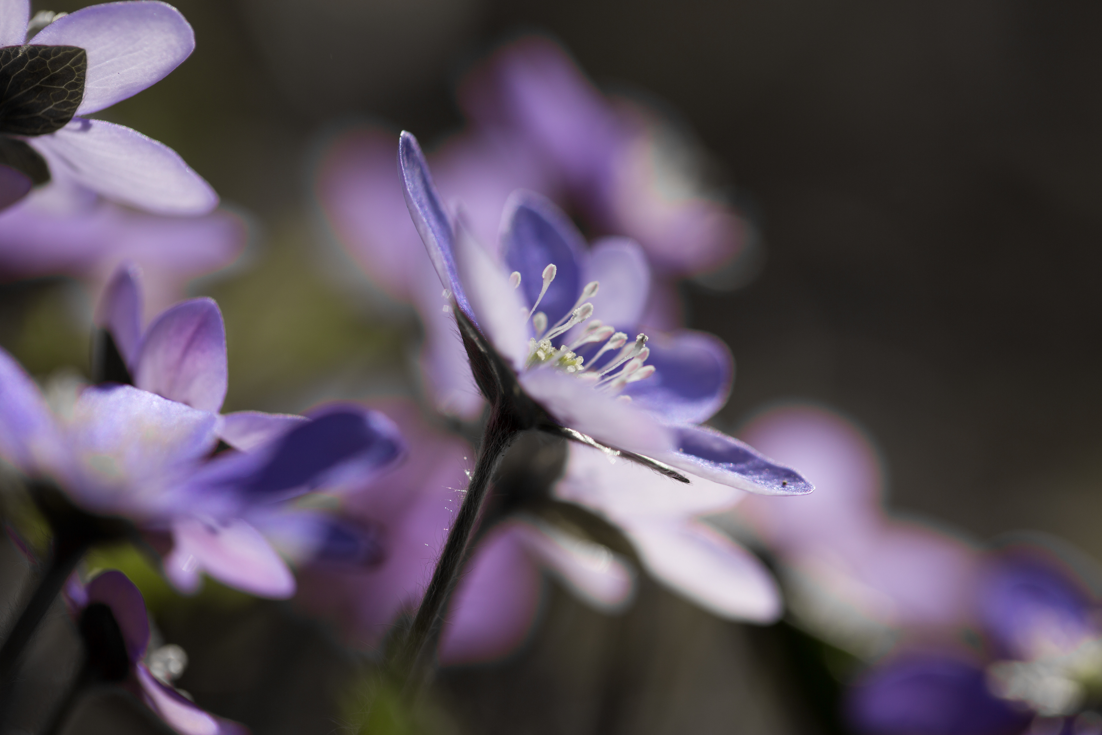 Anemone Hepatica