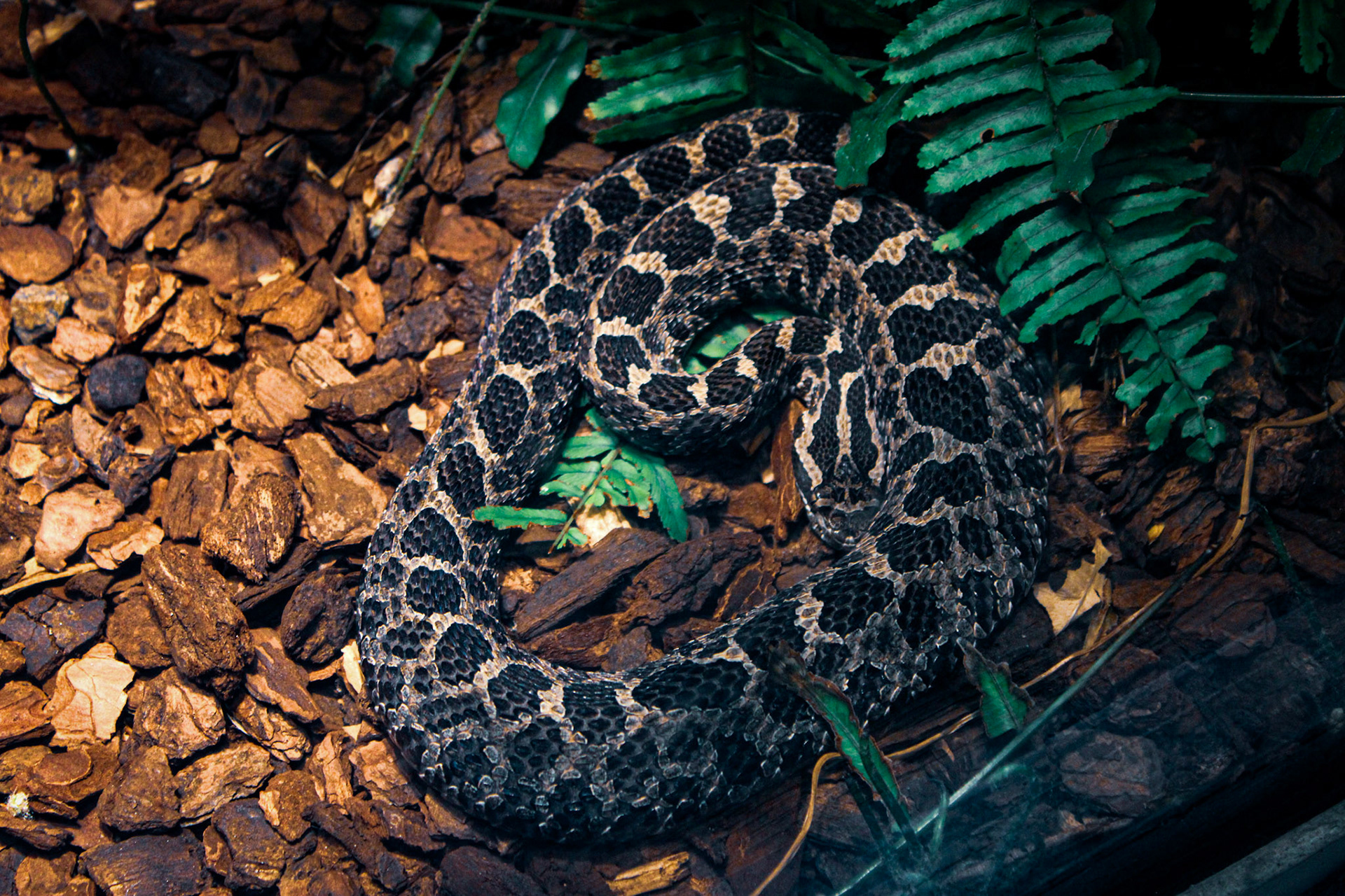 Chicago Zoo