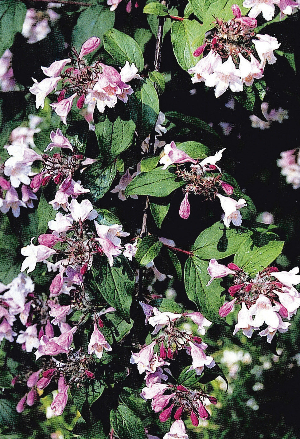 Kolkwitzia amabilis: Otherwise known as the Beauty Bush, this shrub is well named. Reaching 2-3m it produces an abundance of pink bell-shaped flowers in clusters of about 7cm across in mid summer.