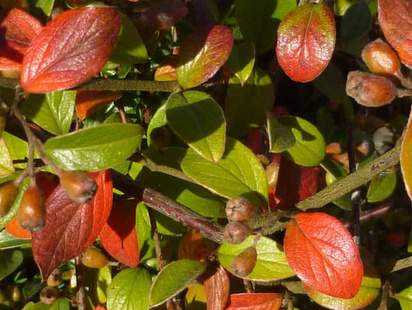 Berberis wilsoniae: One of the 20 species that Wilson introduced from China, this is the one that bears his name in honour of his wife. It was found at an altitude of about 2,500 metres in Western Sichuan in 1908. This is a most attractive shrub for the garden, with pale yellow flowers and translucent coral red berries in Autumn.
