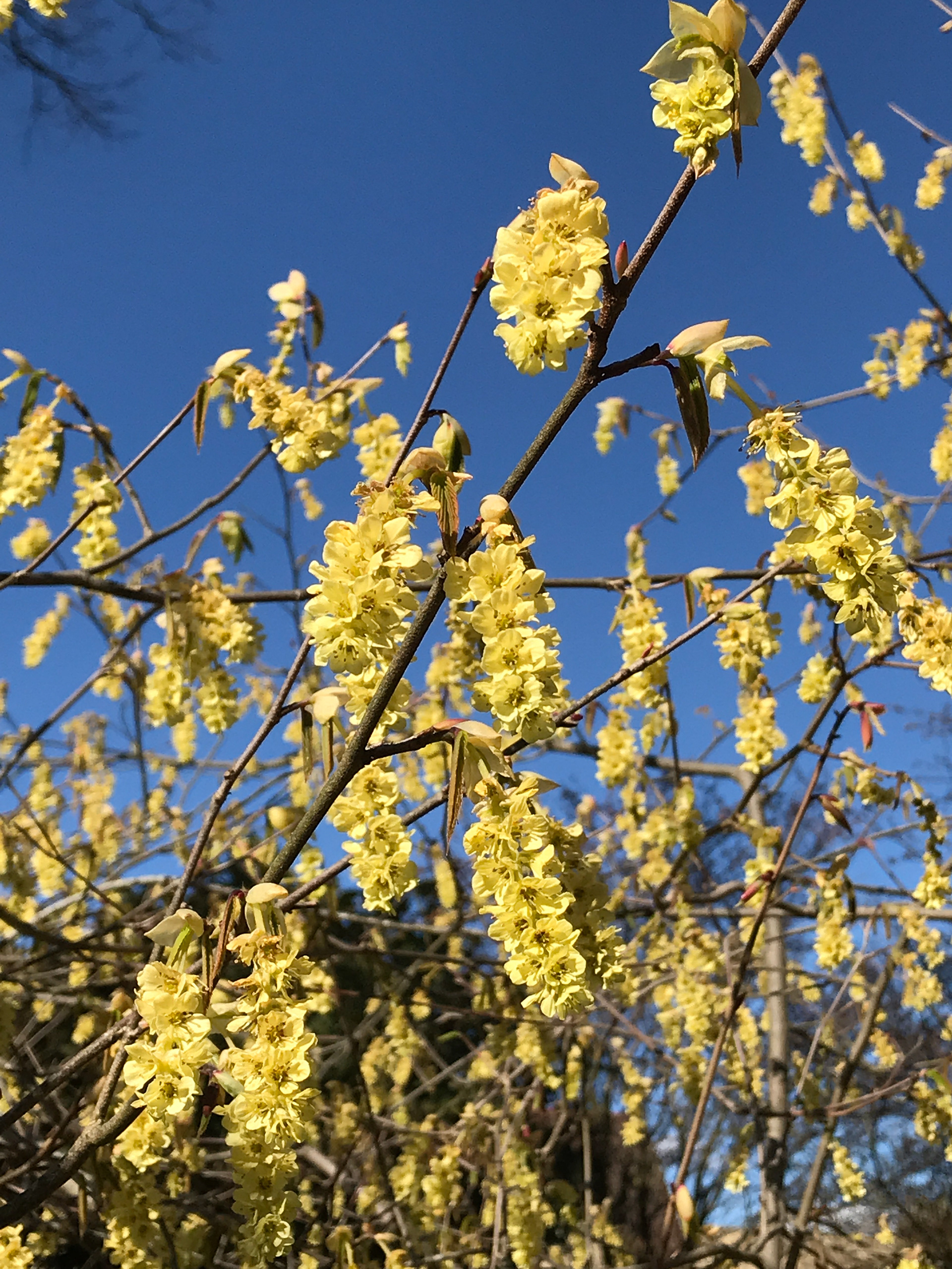 Corylopsis sinensis var. sinensis is a large deciduous shrub of spreading, open habit, with broadly ovate leaves sometimes tinged purple when young. Flowers light yellow, in dense, drooping racemes to 7cm in length.