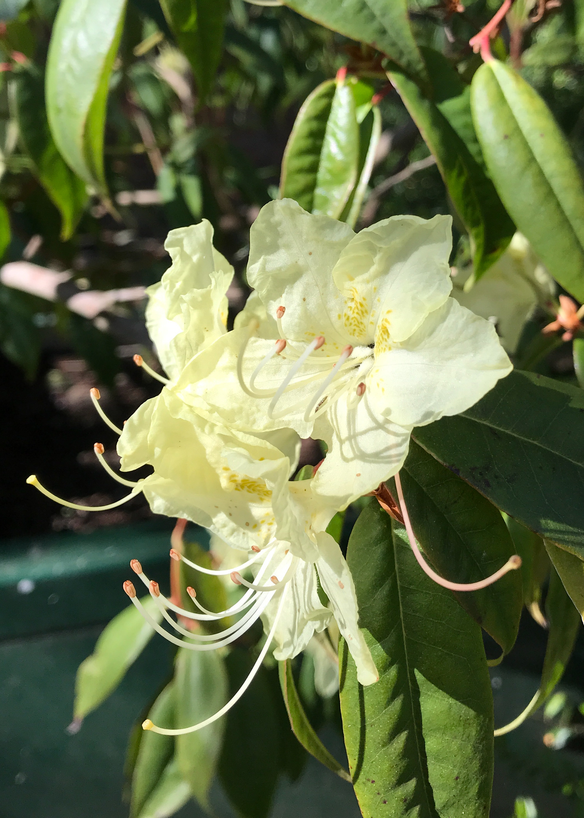 Rhododenron lutescens: Introduced in 1904 this broadleaf evergreen shrub grows to 1-2m with loose, upright habit, stems and branches with smooth, brown, flaking bark. New growth is bronzy. Flowers pale yellow, singly or in pairs.