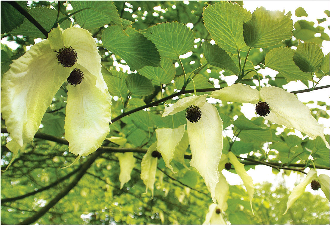 Davidia involucrate: The fabulous ‘Handkerchief Tree’ was one of Wilson’s first and most exciting discoveries. Finding the seeds of this tree was one of the prime objectives on his first trip for his sponsor James Veitch and Sons. His only clue to its whereabouts in a remote corner of China was a crumpled map drawn by Augustine Henry, with an ‘X’ marking the position of a single tree. When Wilson eventually reached the spot, all he found was a tree stump with a new wooden house built from its timber nearby. He eventually came across several in full flower, and was later able to collect a large quantity of seed. The tree is named after Abbe David who first discovered it in 1869, but it was from Wilson’s seeds that thousands of plants were eventually grown. The tree can grow up to 15m, with its distinctive double white bracts appearing in May.