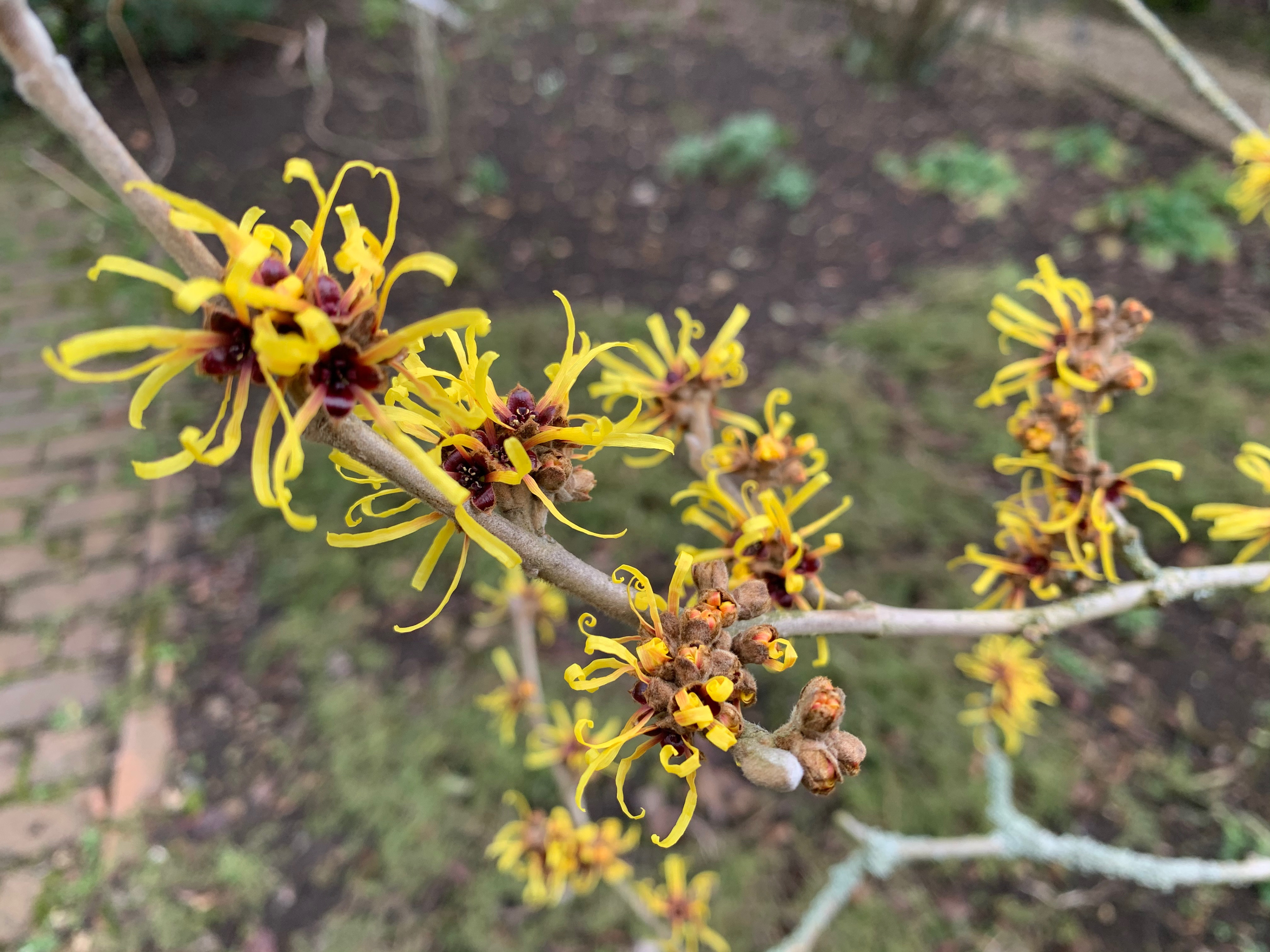 Hamamelis mollis ‘Jermyns Gold’: An attractive, erect variety of Hamamelis with rounded, softly hairy leaves. The clusters of large, sweetly-fragranced yellow flowers are borne from December to March. Originally collected by Ernest Wilson, it was named by Hillier Nurseries in 2000. Has the RHS AGM.