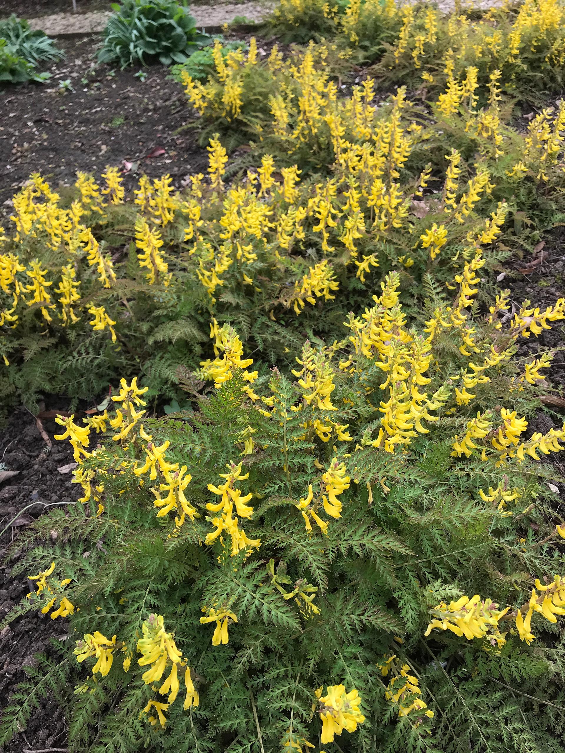 Corydalis cheilanthifolia: A very attractive, semi-evergreen species native to central China that is suitable for a woodland garden. Produces bronzy, finely dissected, fern-like foliage and tubular, yellow flowers from late spring into early summer. Although the plant is a short-lived perennial it will self seed. Height 20 cm. Moist, well-drained soil in part sun to part shade.
