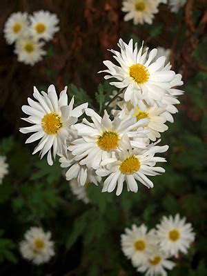 Chrysanthemum ‘E.H.Wilson’: Cream /white highly scented single flowers (6 layers of petals which are fetchingly twisted). Very wiry in habit. Introduced by Wilson, grown by Bill Archer and Miss Pole (founder members of HPS). Given to Bob Brown by Paul Pearl. Height 75cm, Sp. 50cm. The original plant was probably introduced by plant hunter Ernest Wilson when he was collecting for the Arnold Arboretum, but it is difficult to know when it arrived in Britain. It was evidently grown by Miss Pole, a key figure in the early days of the Hardy Plant Society, who helped to keep it in cultivation by giving plants to her gardening friends. Plants bear multi-headed stems with a profusion of highly scented, single flowers. With cream petals that twist slightly and yellow centres the flowers contrast well with the slender dark stems. This is a plant that will grow in most gardens in full sun or part-shade, flowering in October and November and like most hardy garden chrysanthemums is fairly disease free.