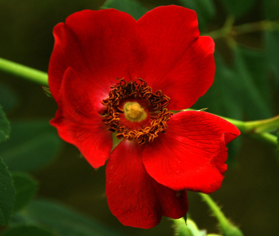 Rosa moyesii: Sent from China by Wilson. Single crimson-red blooms with creamy stamens produced on a large shrub. Ornamental flagon-shaped hips in autumn. Summer flowering. Size: 3m x 2.4m. Wilson named it as a compliment after Rev. James Moys (1876 - 1930) of the China Inland Mission.