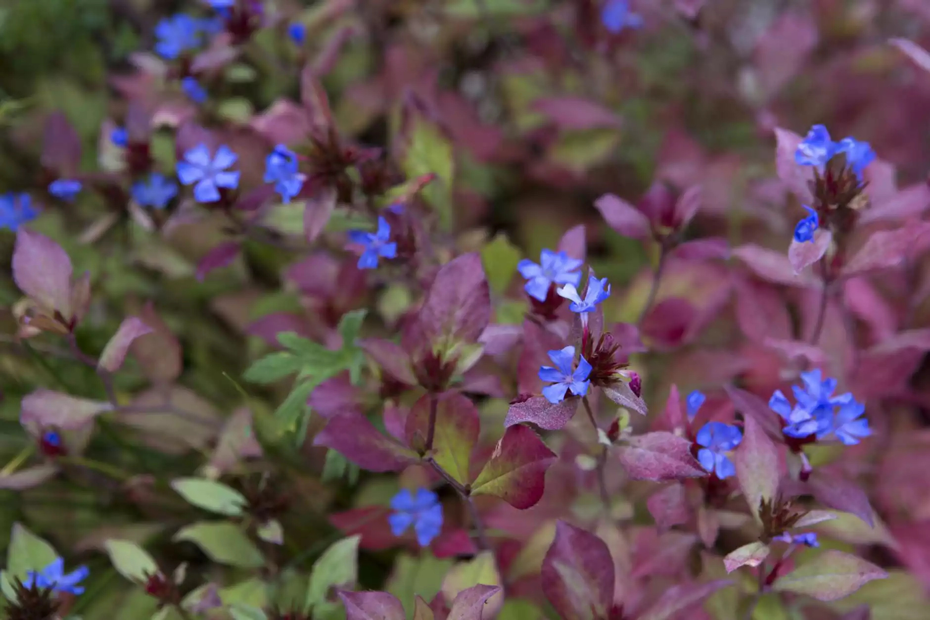Ceratostigma willomottianum: The Chinese plumbago, Ceratostigma willmottianum, is a spreading, deciduous shrub with slender, bristly mid-green stems and green leaves with purple margins, which become bright red in autumn. From late summer to autumn it bears striking cobalt-blue flowers, when many other flowers have gone over.