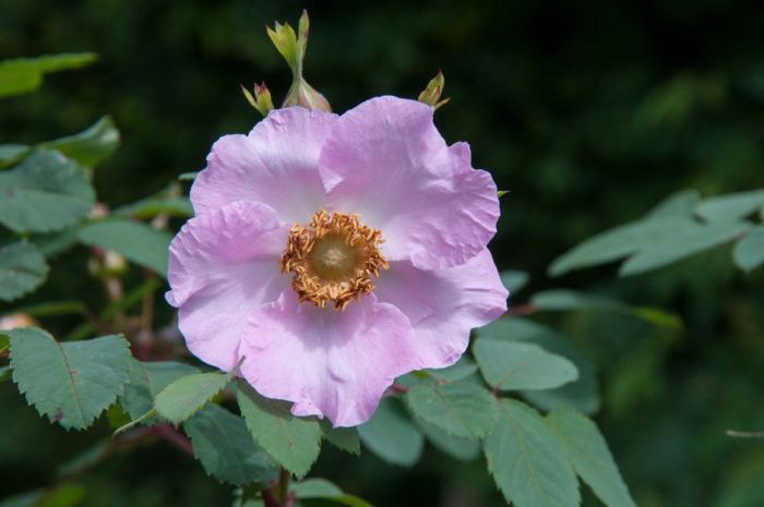 Rosa setipoda: Can be deciduous or semi-evergreen shrubs or scrambling climbers, with usually thorny stems bearing compound pinnate leaves and solitary or clustered flowers. Flowers may be followed by showy red or purple fruits in some varieties. R. setipoda is a large shrub with strong, upright, few-thorned stems to about 3m tall. The leaves have up to nine leaflets and are sweetly aromatic. Clear pink, single flowers, 5-6cm across, with purple stalks, are produced in loose clusters in mid-summer, followed by large, flagon-shaped, red hips.