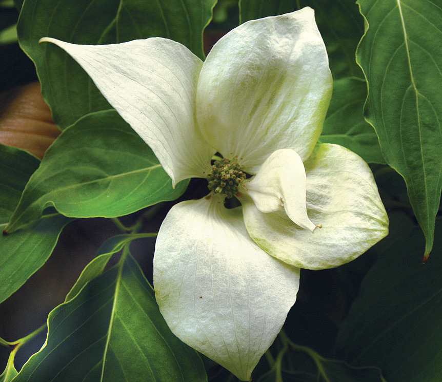Cornus kousa: A small deciduous tree commonly known as the Chinese dogwood or Japanese dogwood. Ernest Wilson introduced this plant into Great Britain after it first went to The Arnold Arboretum in the United States at the end of the 19th century.