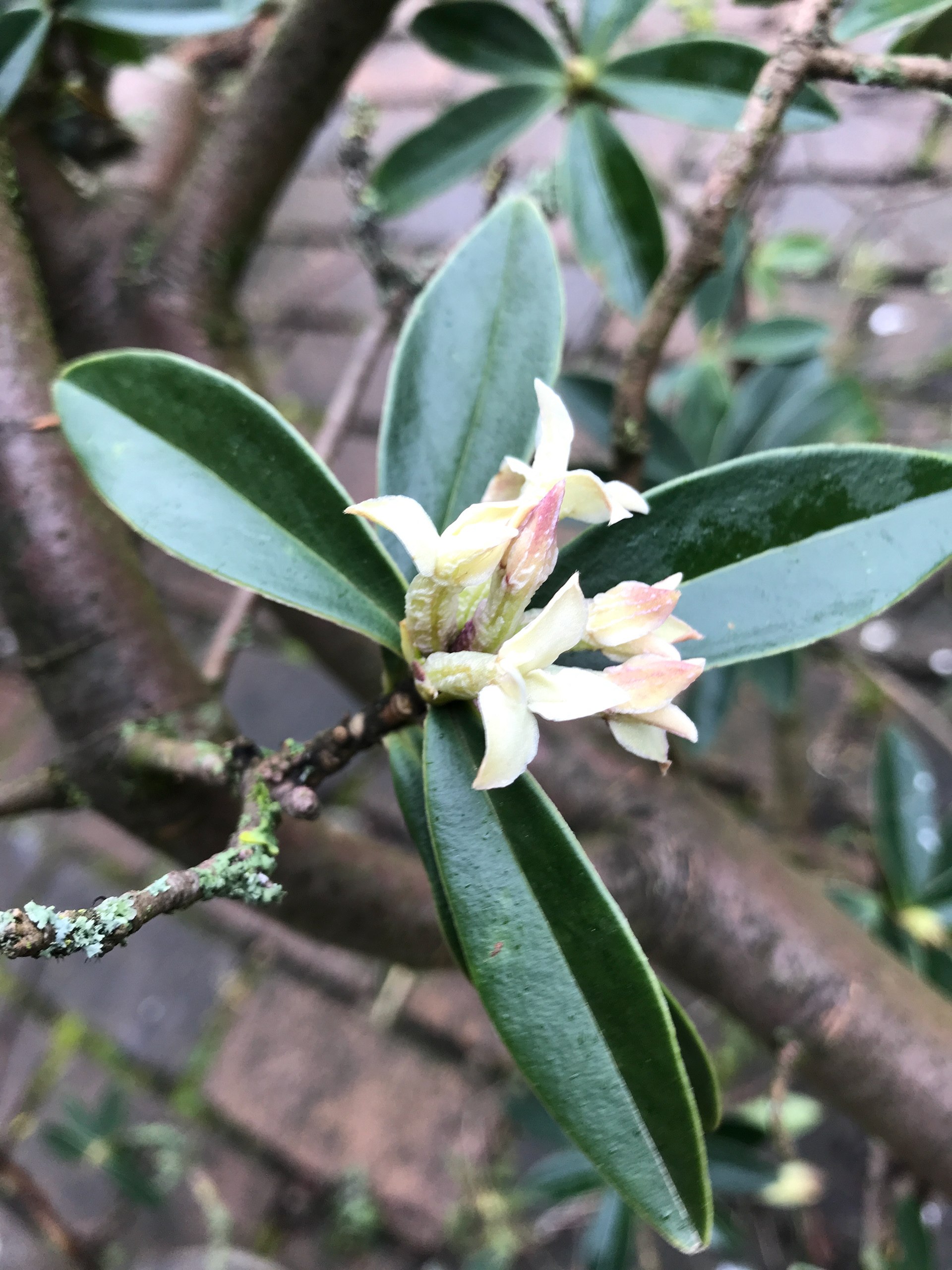 Daphne tangutica: An evergreen shrub of sturdy, rounded shape 3 to 5 ft high; Leaves leathery in texture; narrowly oval. Flowers closely packed in a terminal umbel opening in March or April. Native of W. China from Kansu to N. Yunnan; discovered by Przewalski, the Russian traveller, in 1873; introduced by Farrer (No. 271) in 1914 and also some four or six years earlier by Wilson from further south (plants from this seed were originally known as D. wilsonii).