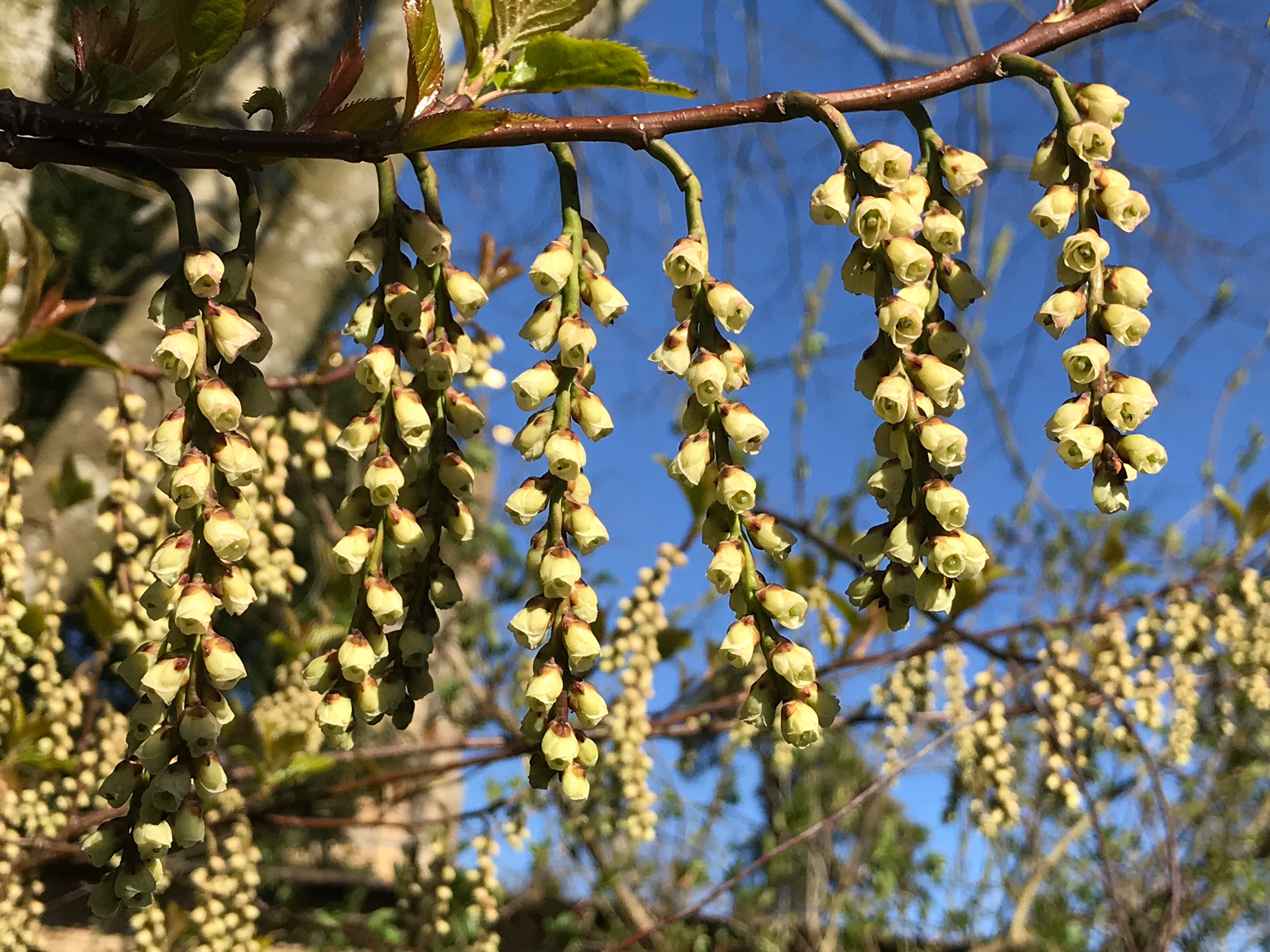 Stachyurus chinensis: a medium to large-sized shrub with a spreading habit and purplish young branches. It bears stiff, particularly long hanging racemes of pale yellow cup-shaped flowers. The green leaves are broad, narrowing to a tapering point, and show good autumn colour.