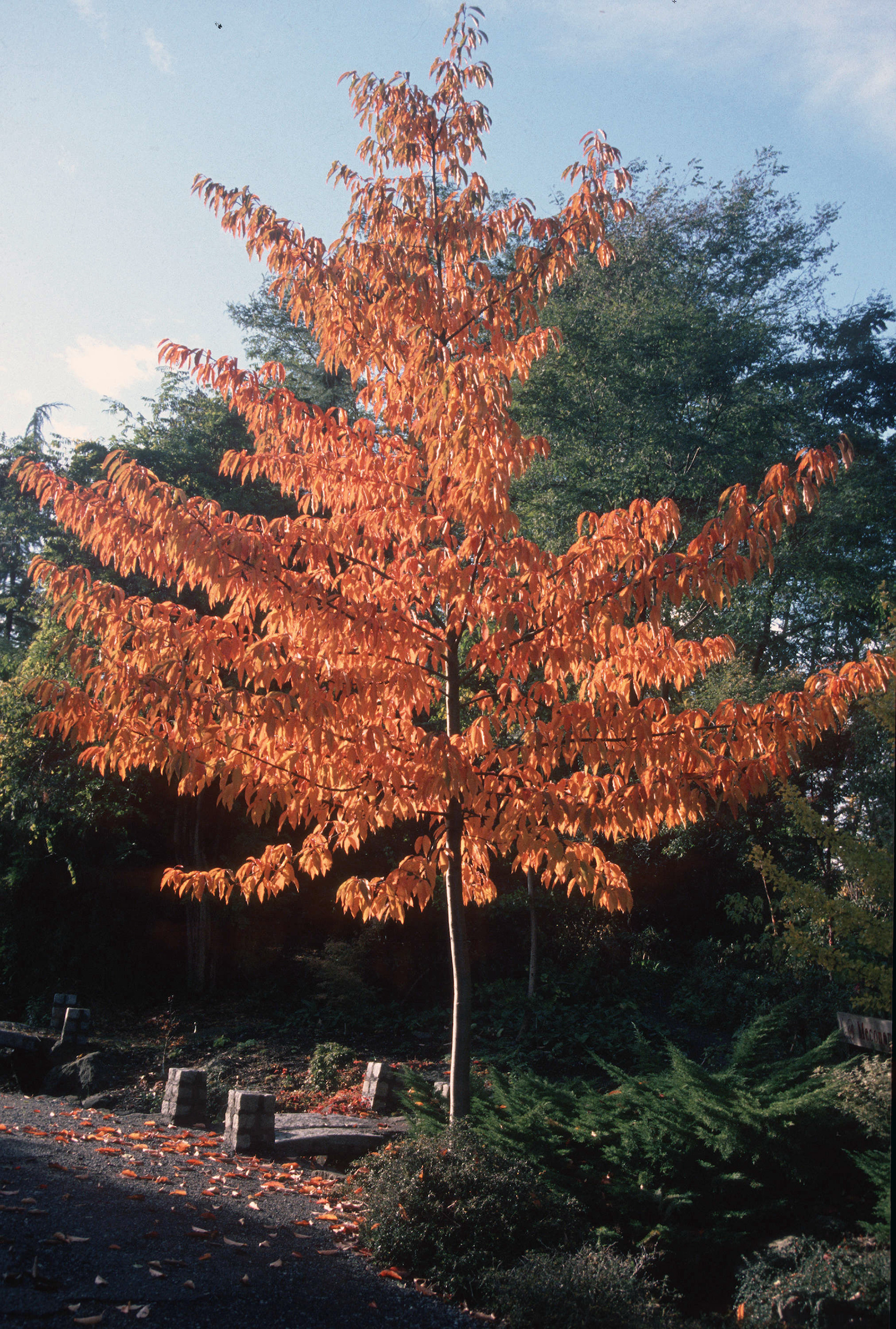 Nyssa Sinensis: Nyssa are deciduous trees with ovate leaves colouring brilliantly in autumn; inconspicuous flowers are followed by small, dull purple fruits. N. sinensis is a spreading deciduous tree or large shrub to 10m, with narrowly-ovate leaves to 15cm in length, bronze when young and turning to yellow and red in autumn.