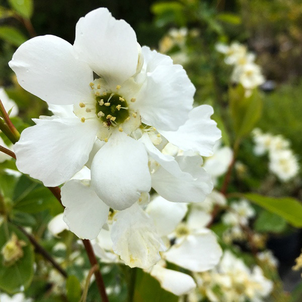 Exchorda giraldii var Wilsonii: Wilson's pearlbush, Wilson pearlbush, Excorda giraldii var. wilsonii is an upright to arching, deciduous shrub with obovate, toothed, light to mid-green leaves, flushed pink when young, and upright racemes of white flowers in late spring.