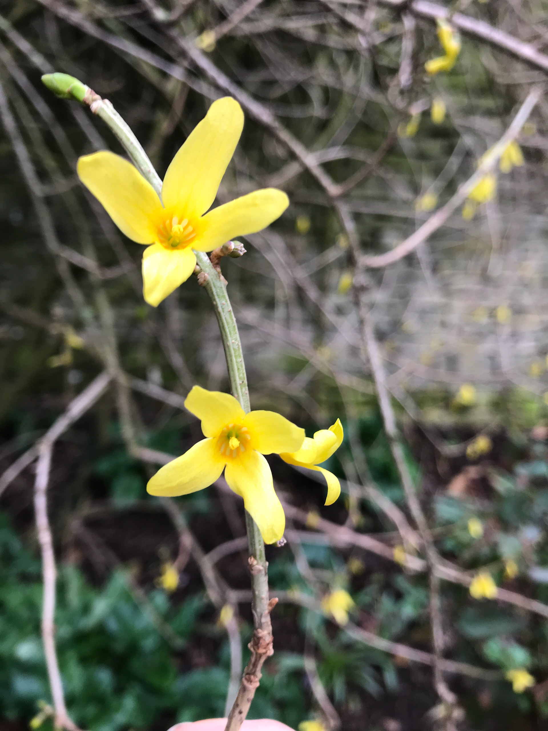 Forsythia ovato: A deciduous shrub normally not more than 5 ft in height. Leaves roundish ovate, with a short slender point and a rounded or slightly heart-shaped base. Flowers opening in March, bright yellow. The flowers are usually solitary, two at each joint. Native of Korea; introduced by Wilson in 1918 under his number 10456. It is usually in bloom in early March if the weather is mild.