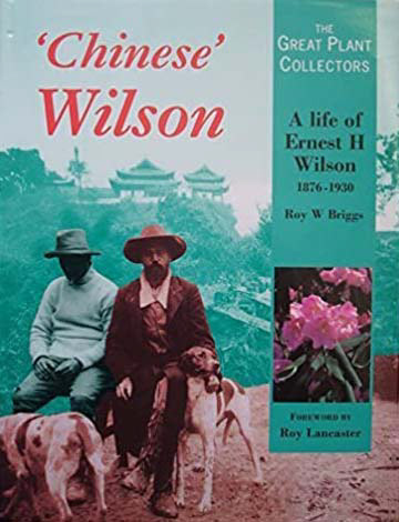 Chinese Wilson by Roy Briggs