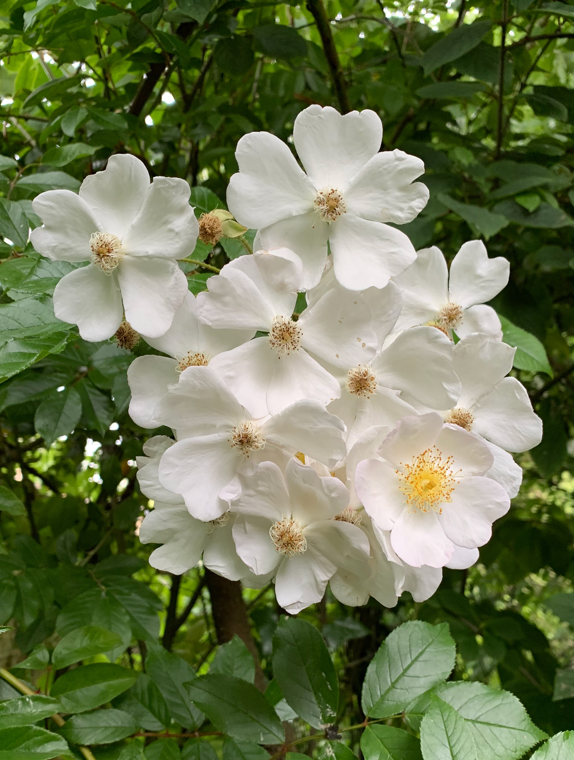 R. longicuspis var. sinowilsonii: is a semi-evergreen, rambling rose, up to 6m tall, with vigorous stems that are reddish-brown when young. Its large leaves, up to 20cm long, are made up of five or seven corrugated leaflets coloured a dark, glossy green with purple tints on the undersides. White flowers, up to 5cm across, are borne in small sprays in summer and followed by red hips.