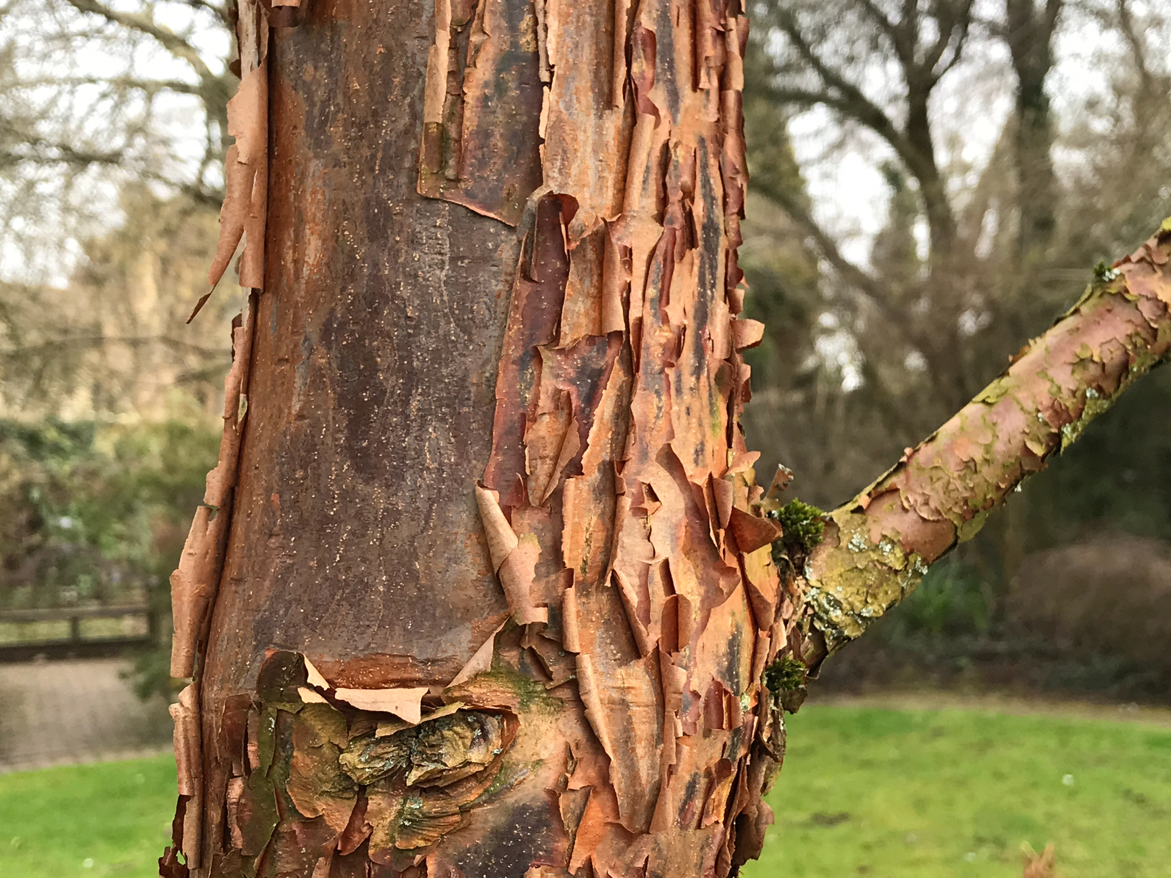 Acer griseum: A beautiful small tree, with cinnamon coloured, flaking bark. Purposely planted in the Wilson Garden so the peeling bark is backlit by the low winter sun. Introduced from China by Ernest Wilson in 1901. Acer griseum was first collected in 1892 by Père Paul Guillaume near Chengkou in Chongqing municipality. Based on Farges’s collection, Franchet (1894) described it as Acer nikoense var. griseum before it was elevated to a species by Pax (1902).