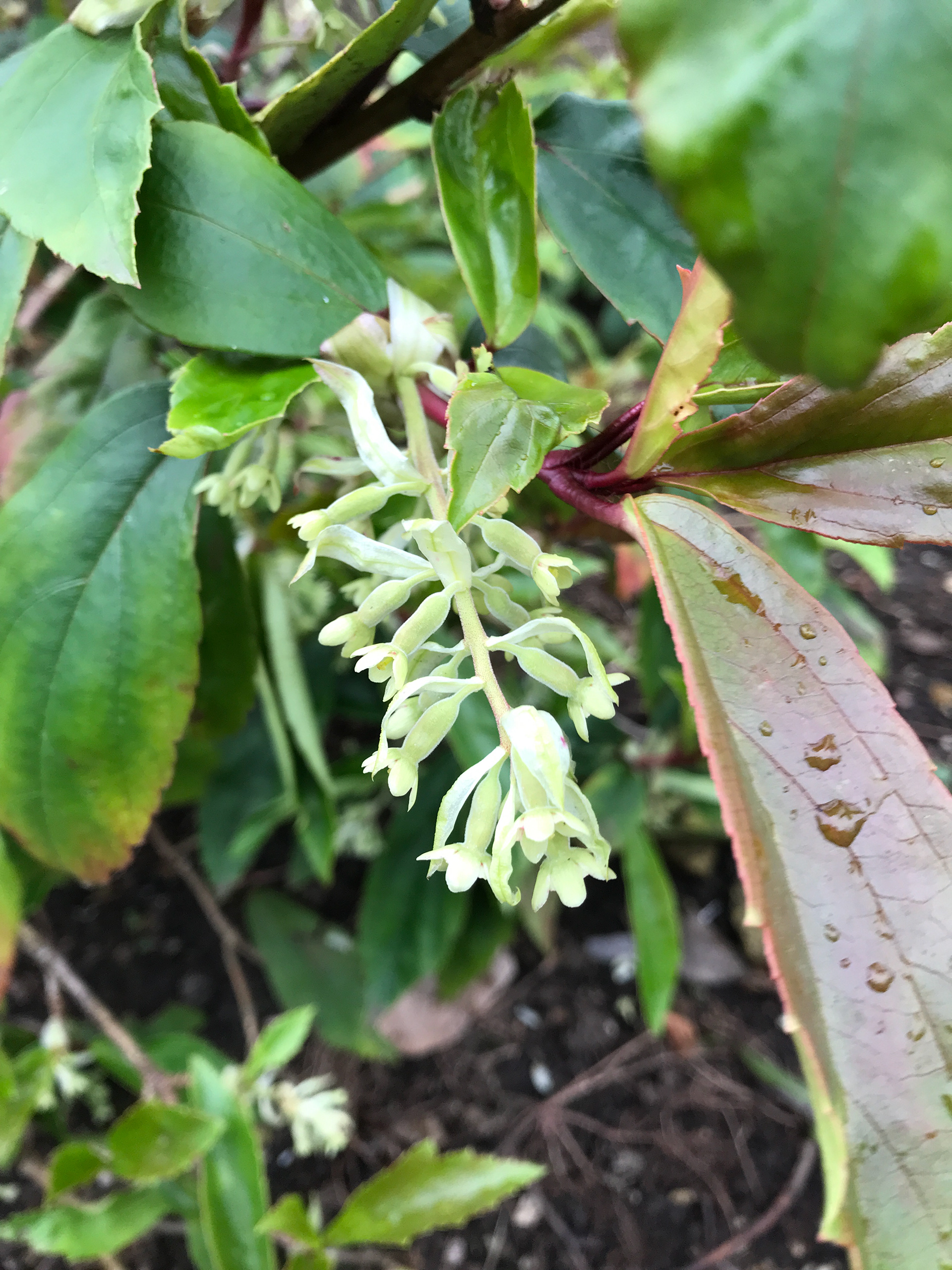 Ribes laurifolium: Wonderful for ground cover as it will happily spread, this Ribes Laurifolium is a hardy evergreen shrub with dark rich green foliage and bell-shaped cream flowers. Blooming from pendant racemes, flowers will appear in spring and red-black berries will follow in the Summer. Hardy and not fussy on soil, this is a great addition to any garden. Prefers full sun to partial shade.