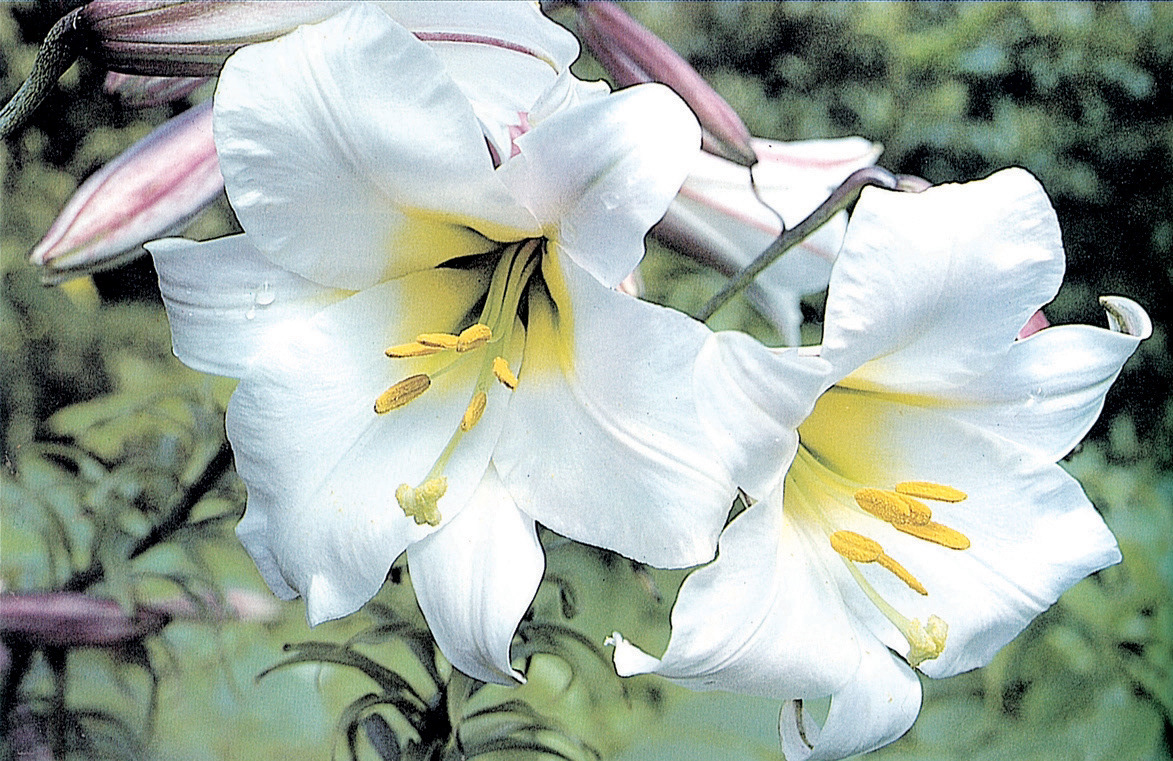 Lilium regale: One of Wilson’s most exciting discoveries was the sight of these fragrant flowers growing wild in the Min River Valley in 1903. On returning from the lily fields the party was involved in a terrible landslide when Wilson’s leg was badly broken, so that for the rest of his life he walked with what he called his “lily limp”. This beautiful but easy to grow lily must be one of his most important introductions. It has white trumpet-shaped flowers with a yellow throat, flushed with maroon on the outside.