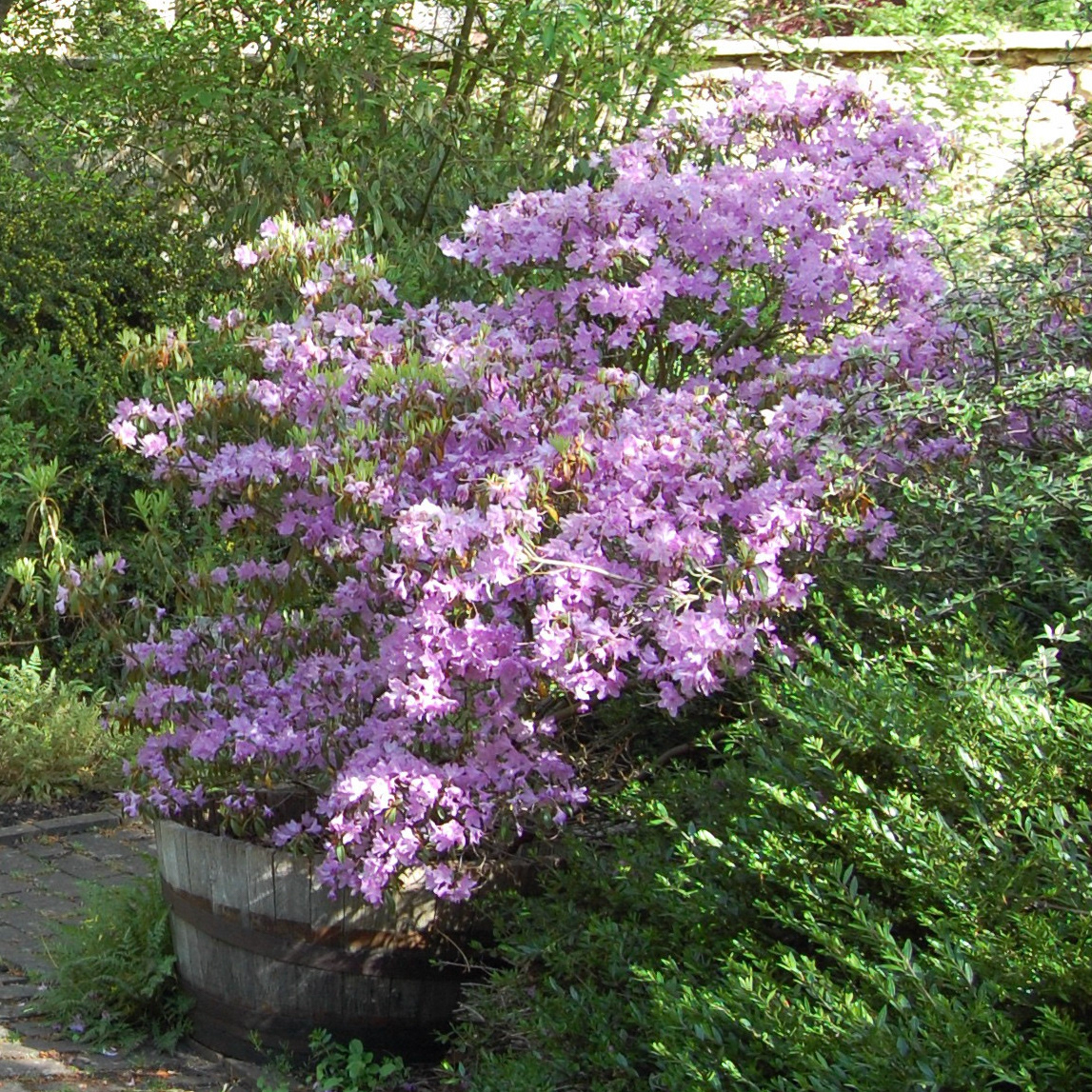 Rhododendron davidsonianum: Is endemic to China’s Sichuan province, where it grows in coniferous forests, open forests, and thickets at elevations between 1500-3600m. Named after a missionary doctor, Dr. W. Henry Davidson who, in 1910, was stationed in the western part of China’s Sichuan province and administered treatment to Wilson when he was injured. Wilson later named this rhododendron in his honour.