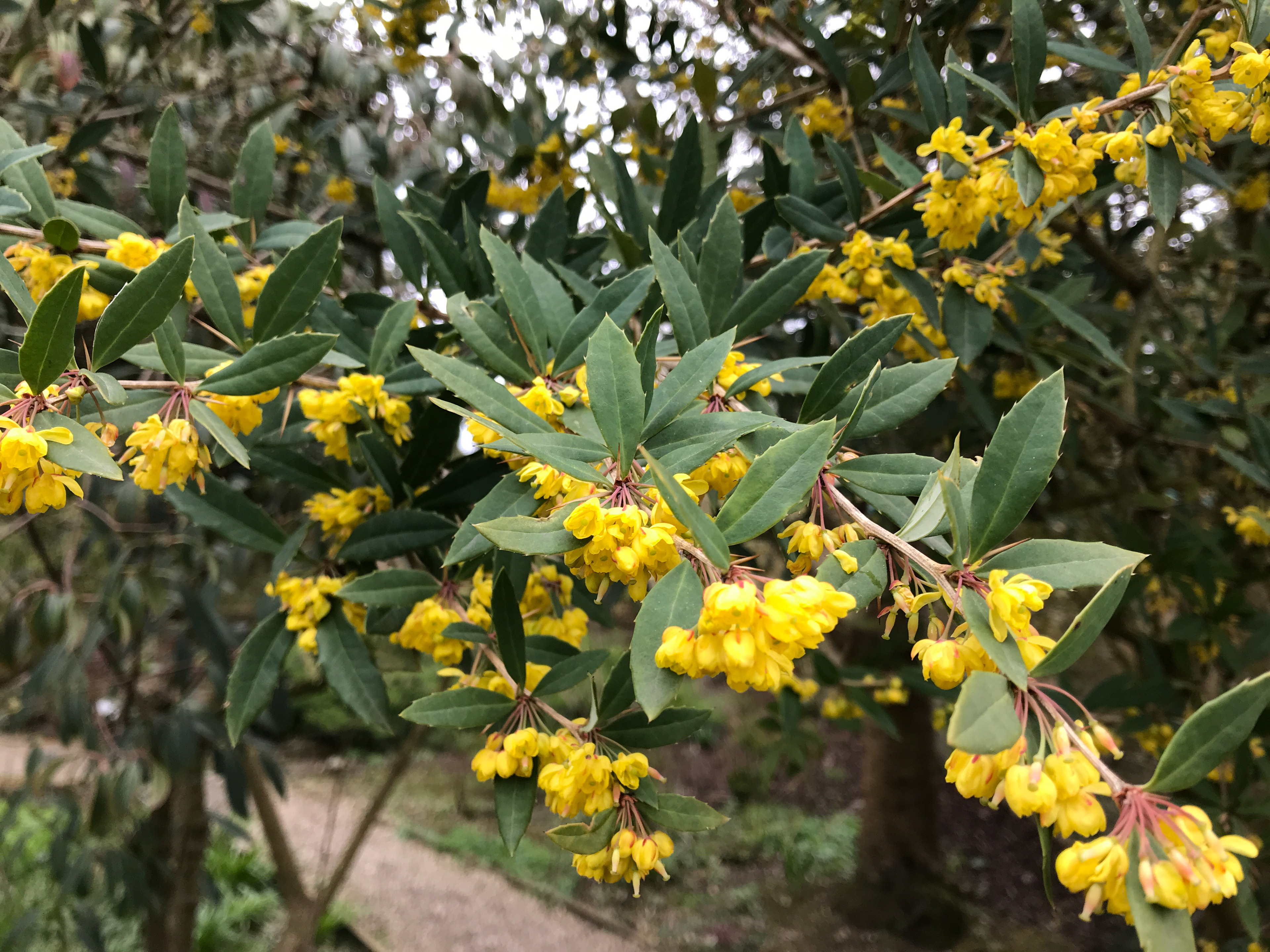 Berberis Kawakamii: A hardy evergreen plant with blue berries and yellow flowers which appear in May or June.