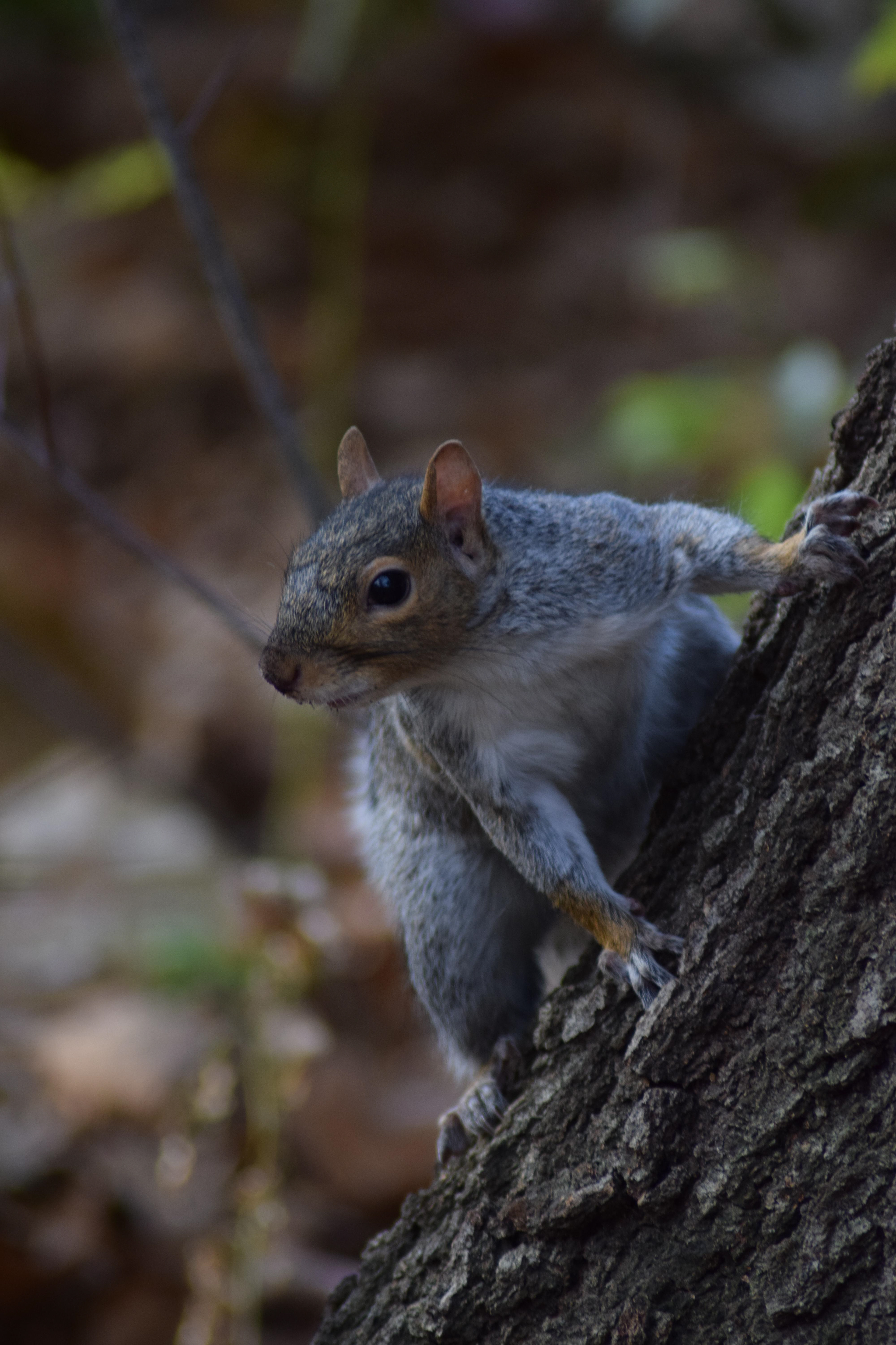 Spider-Squirrel