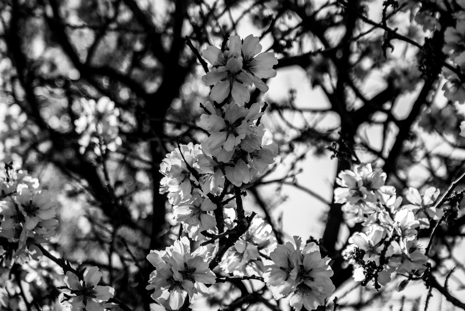SONY DSC