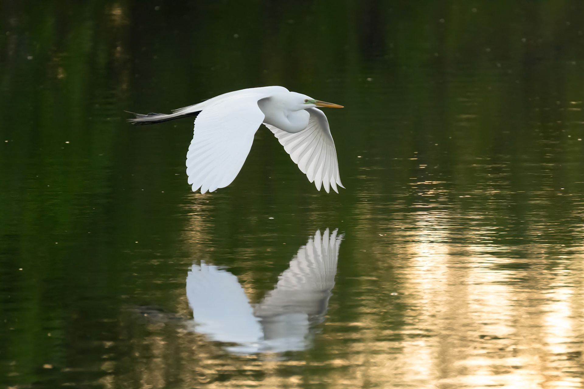Great Egret