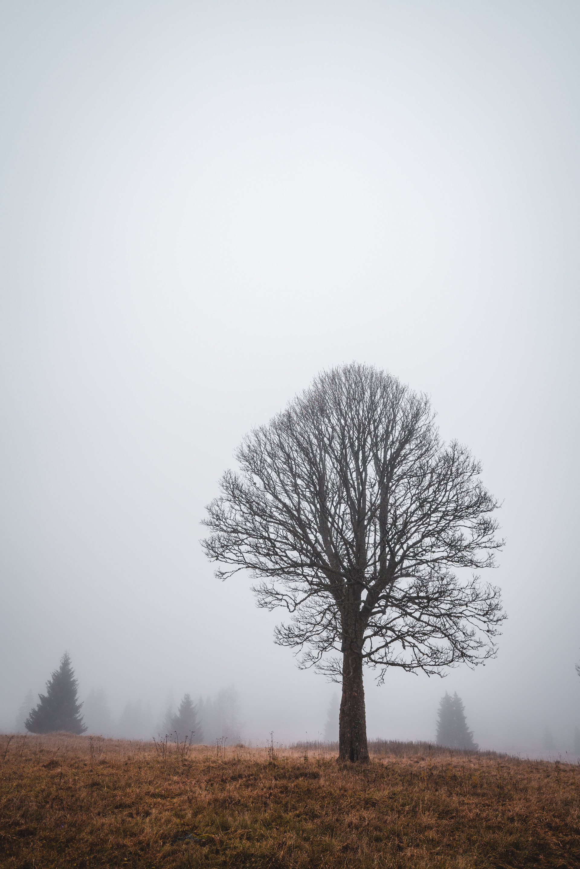 Dokonalý strom