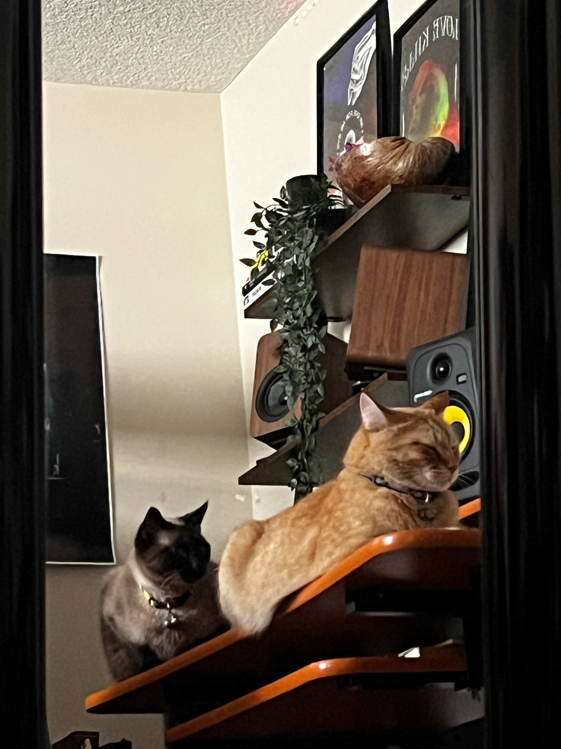 Django and Jewel - Spring 2022