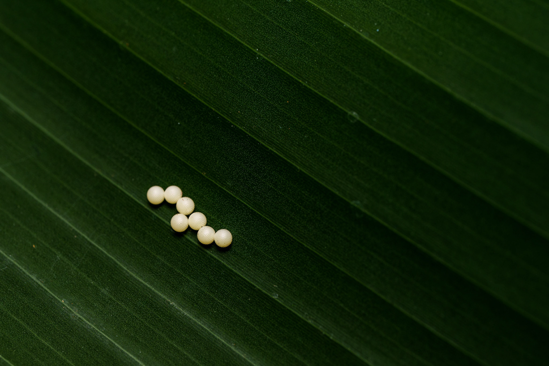 Butterfly Eggs