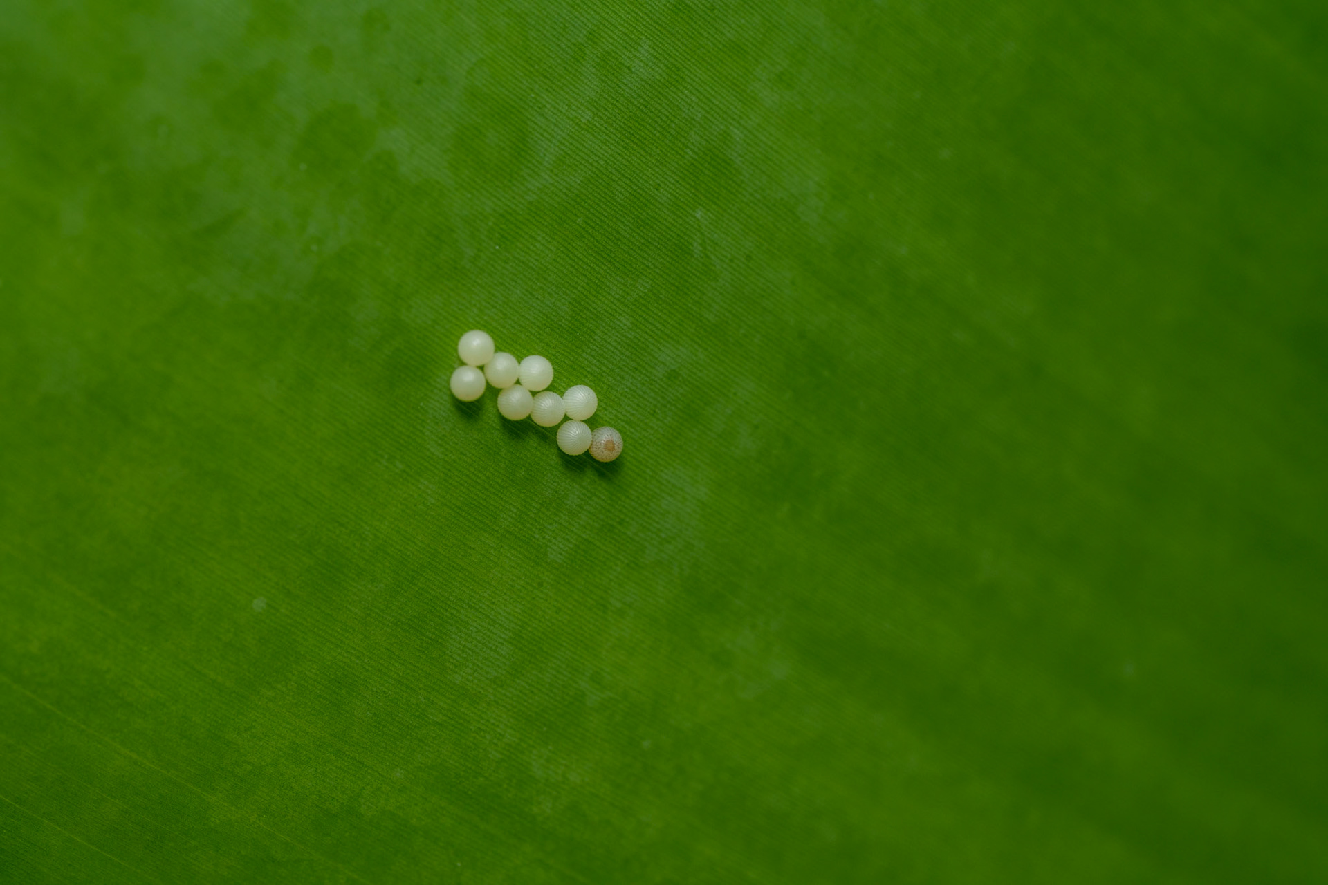 Butterfly Eggs