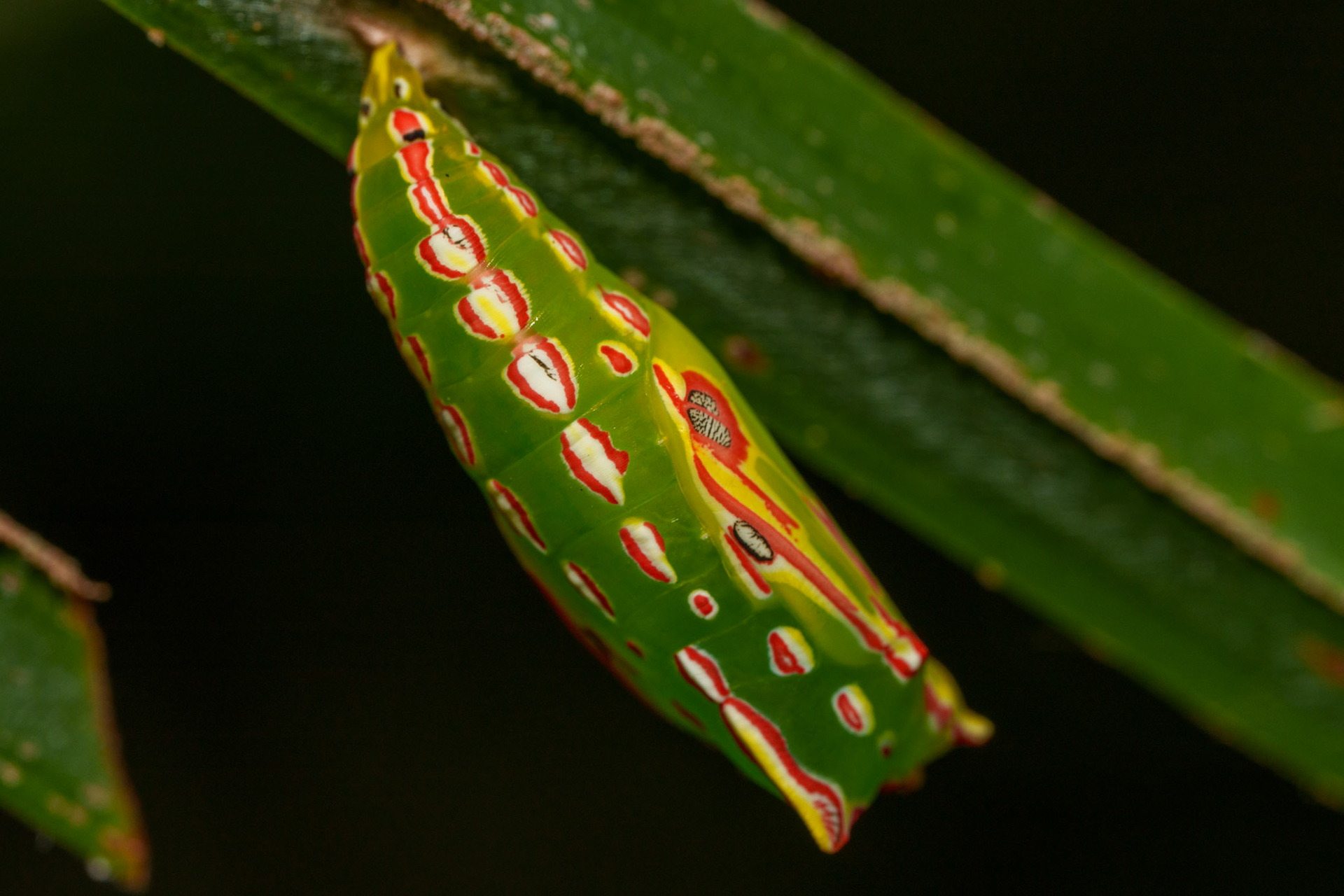 Chrysalis