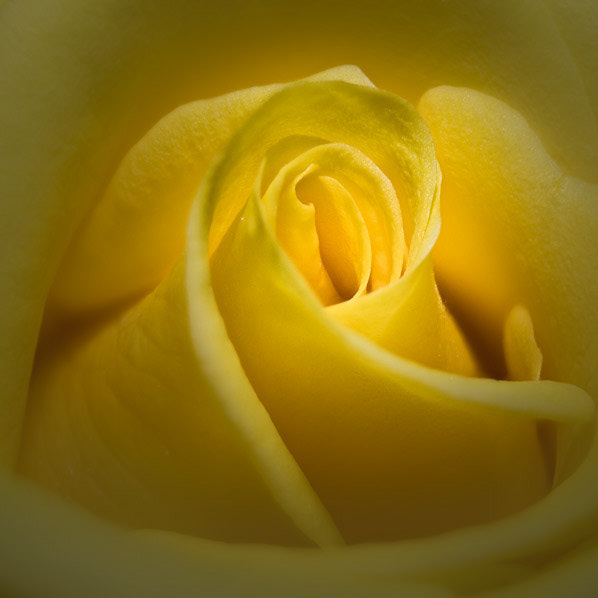 Yellow Rose Focus Stack