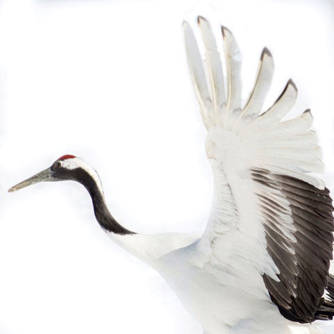 Red Crested Crane, Hokkaido