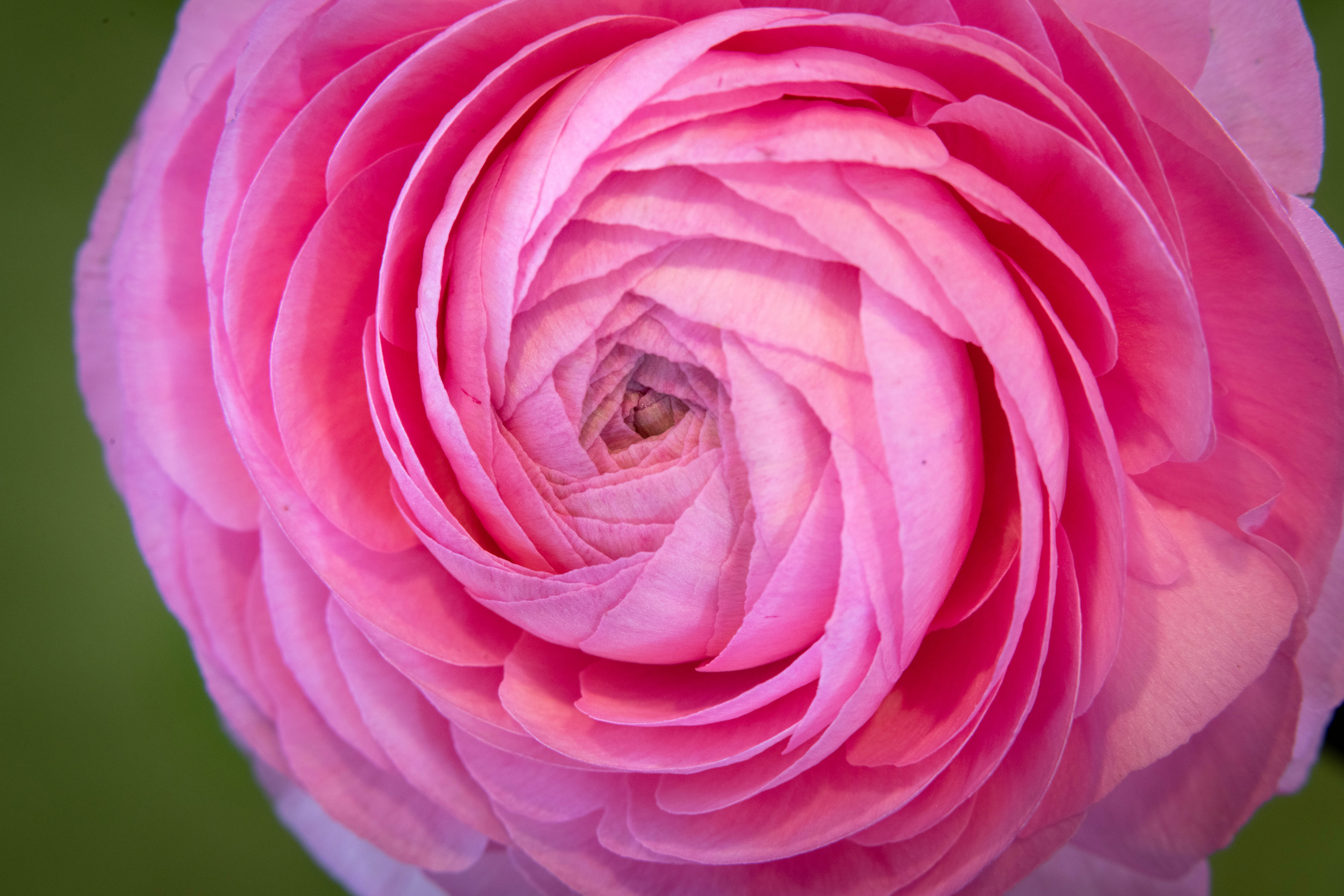 Ranunculus