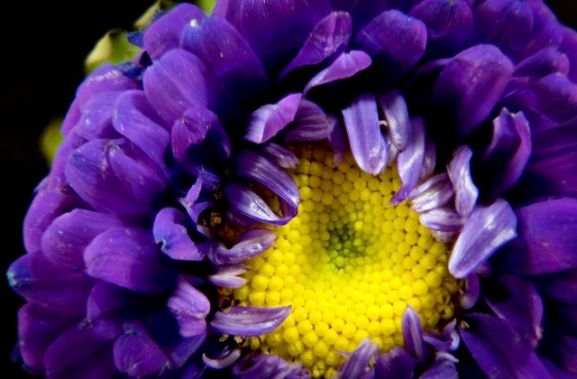 Purple & Yellow