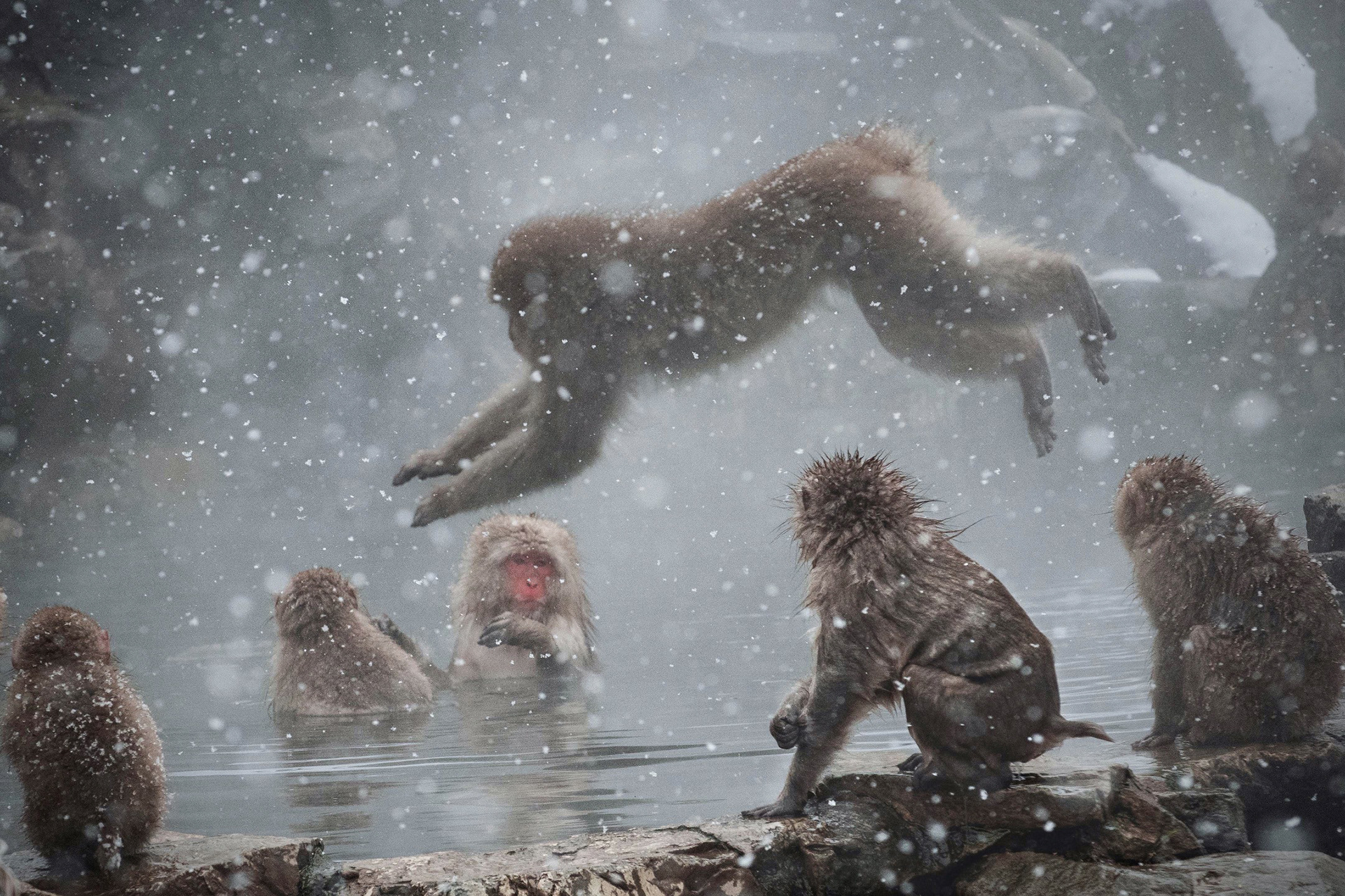 Snow Monkeys - Jigokudani, Japan