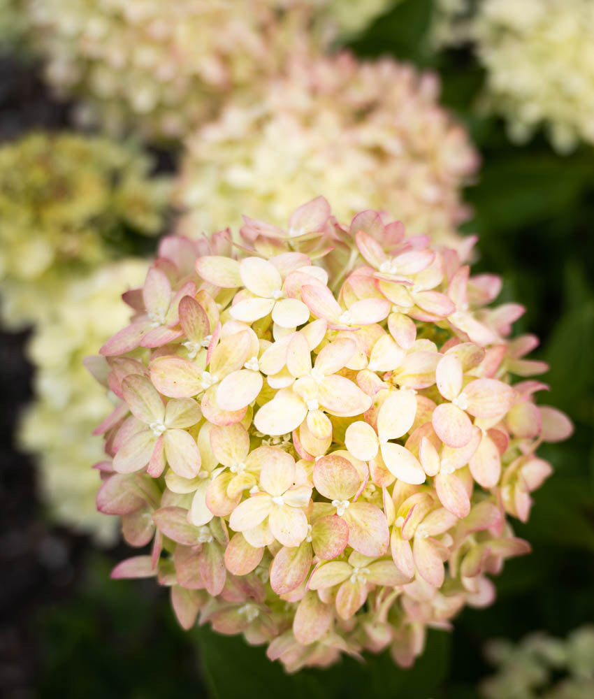Hydrangea