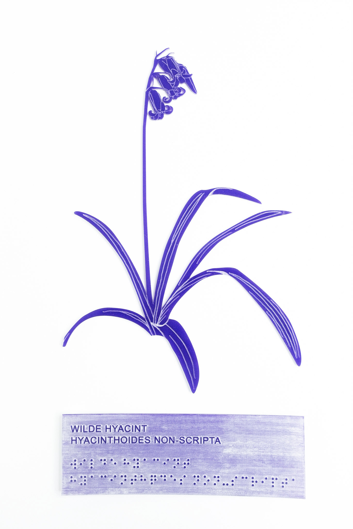 Wilde hyacint (acrylplaat)