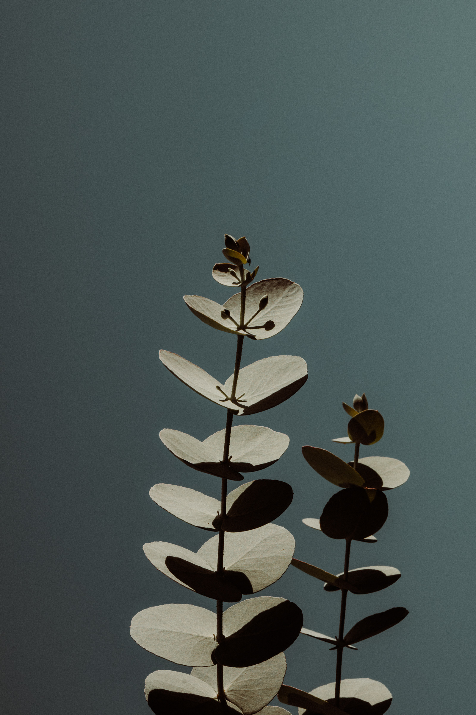 Simplicity Suspended