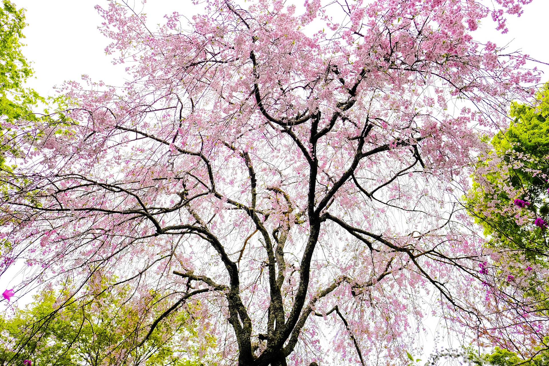 cherry blossoms at Nison-in