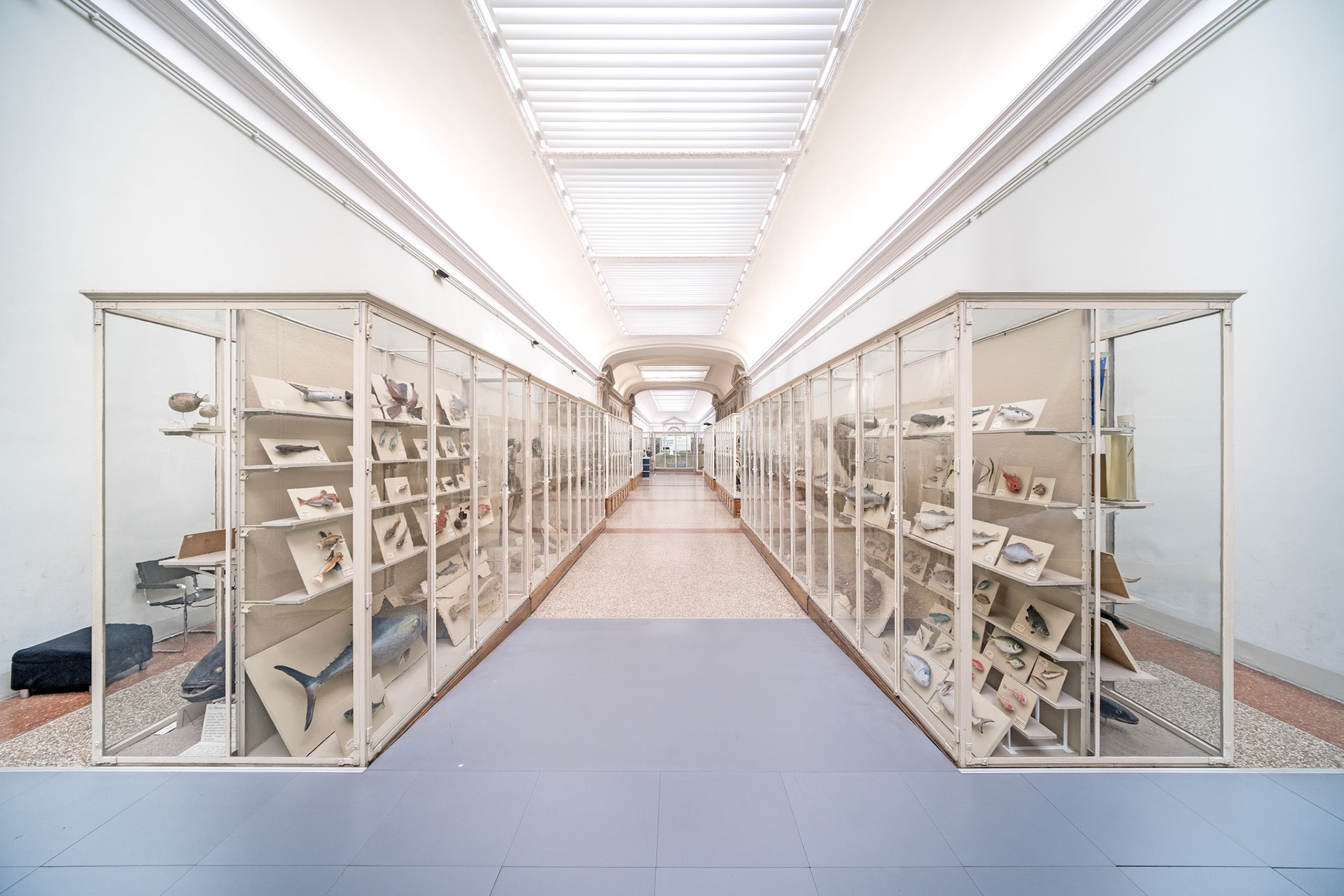 Musée cantonal de zoologie