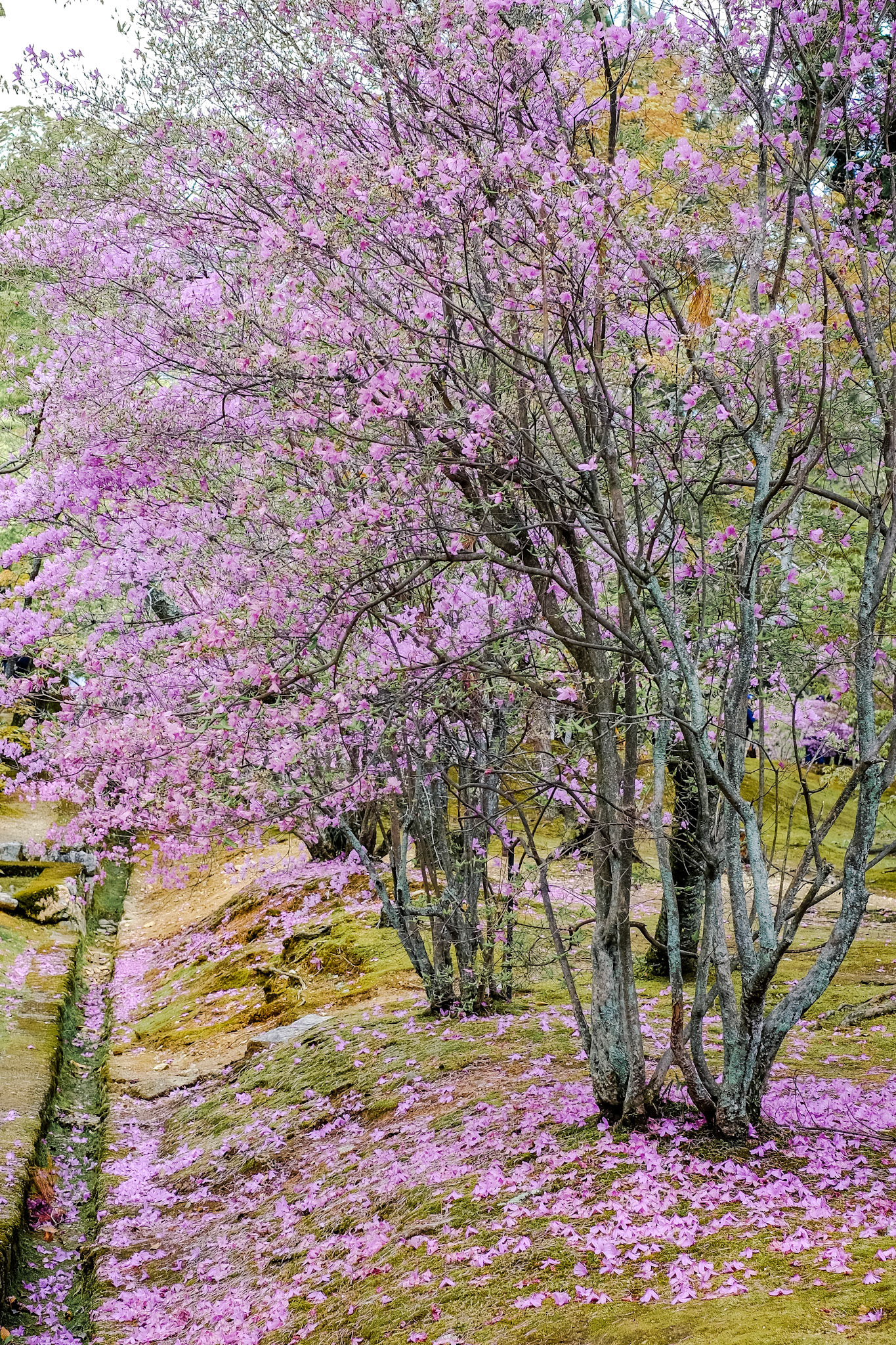Ninna-ji in spring
