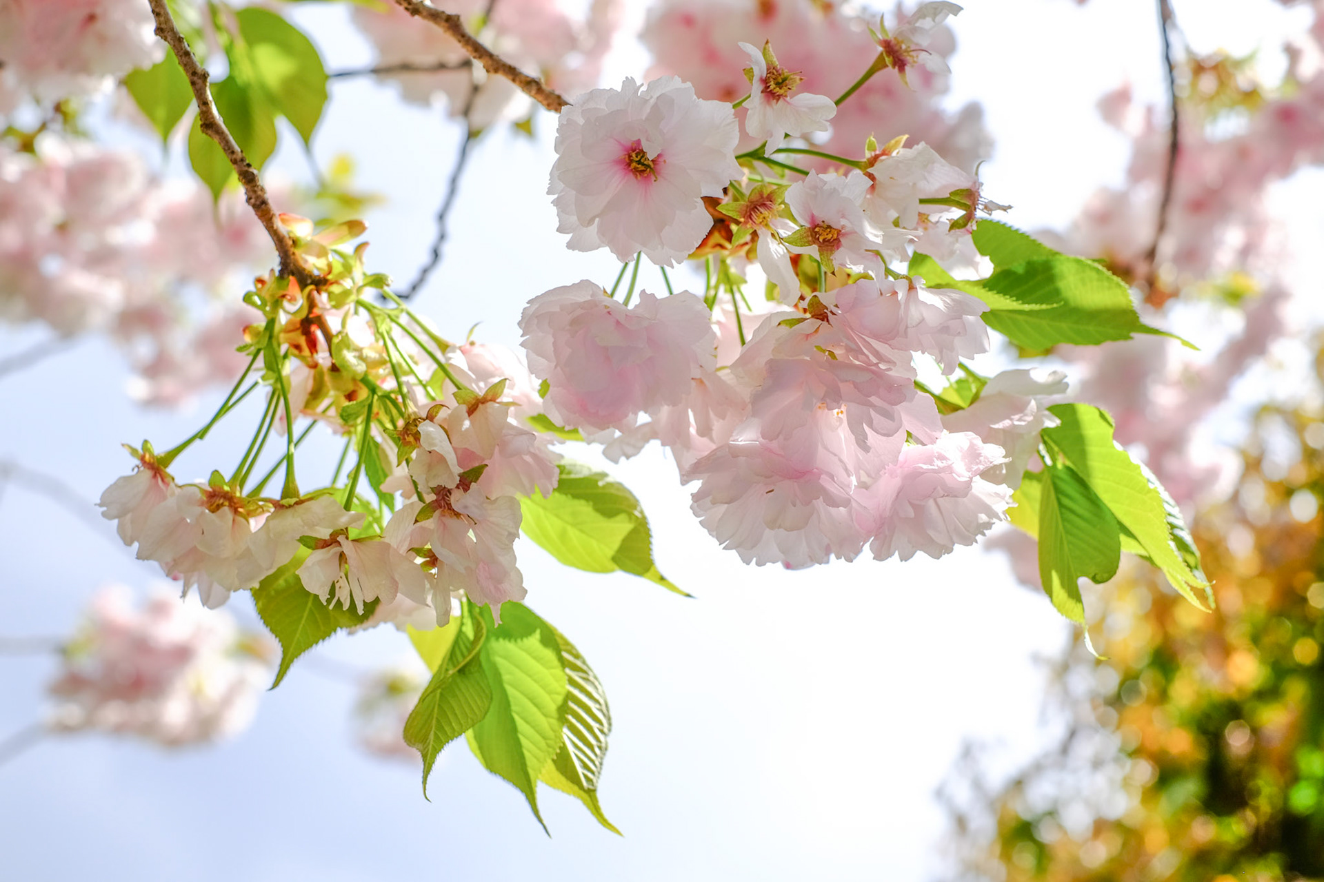 sakura at Ryoan-ji