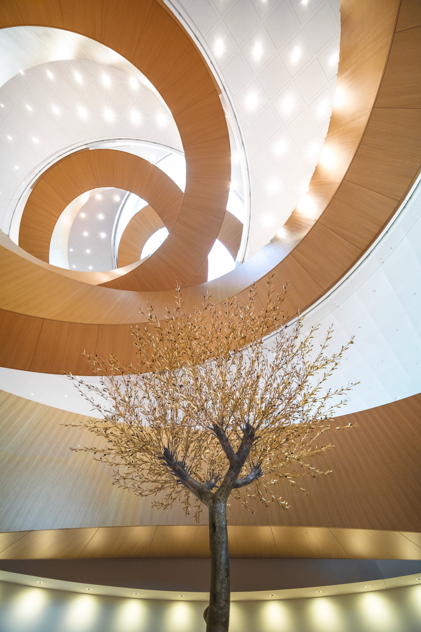 Olive tree sculpture in the basement of the Olympic House