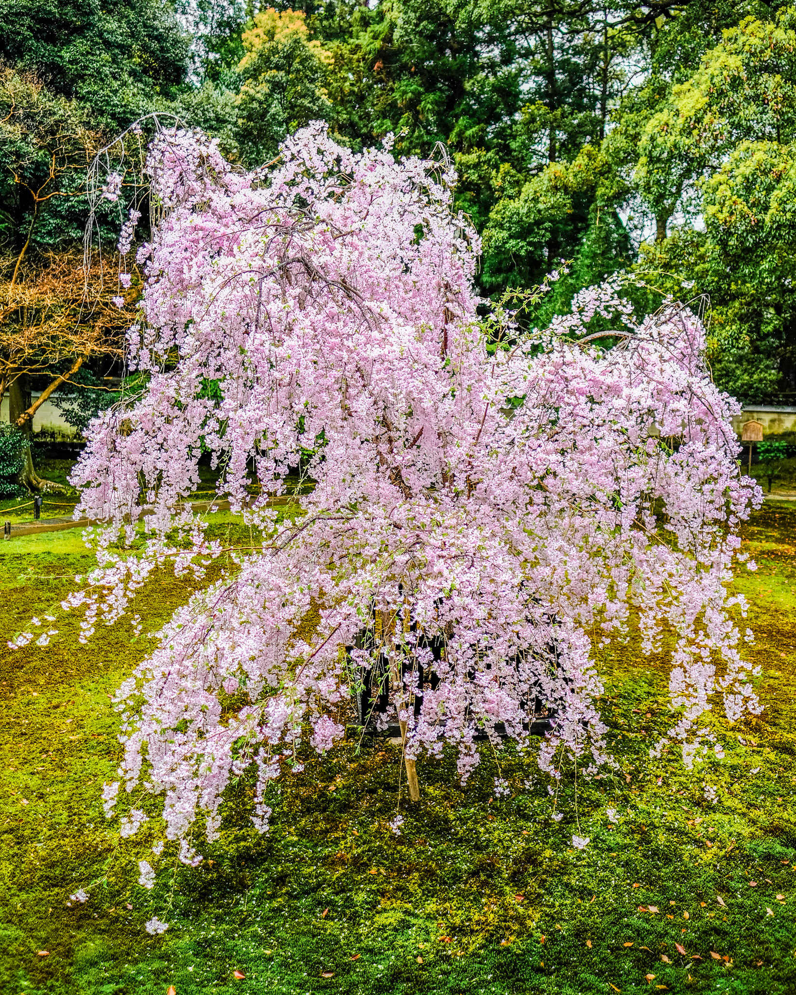 Sakura at Shoren-in