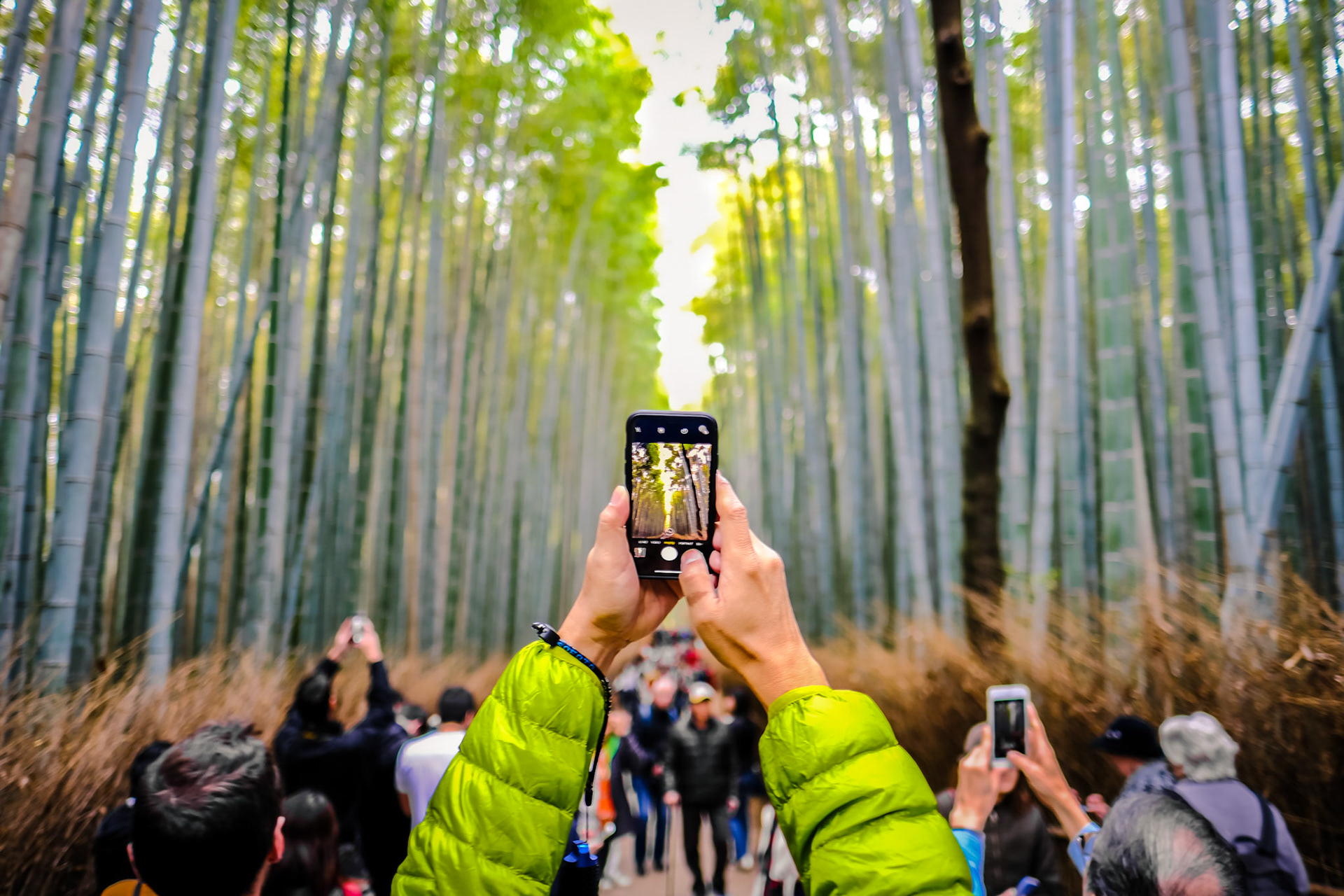 Arashiyama Bamboo Forest